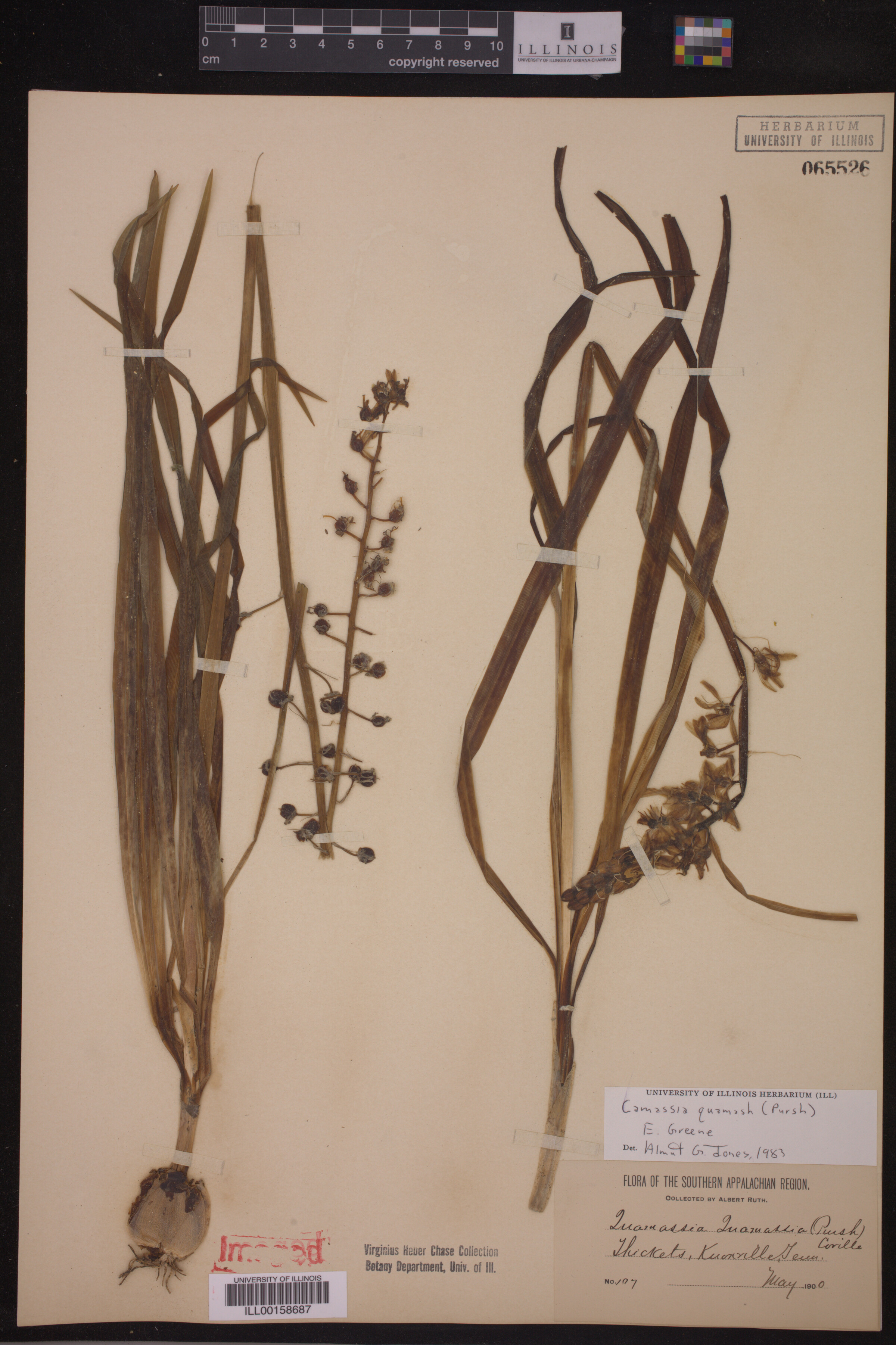 Asparagaceae image