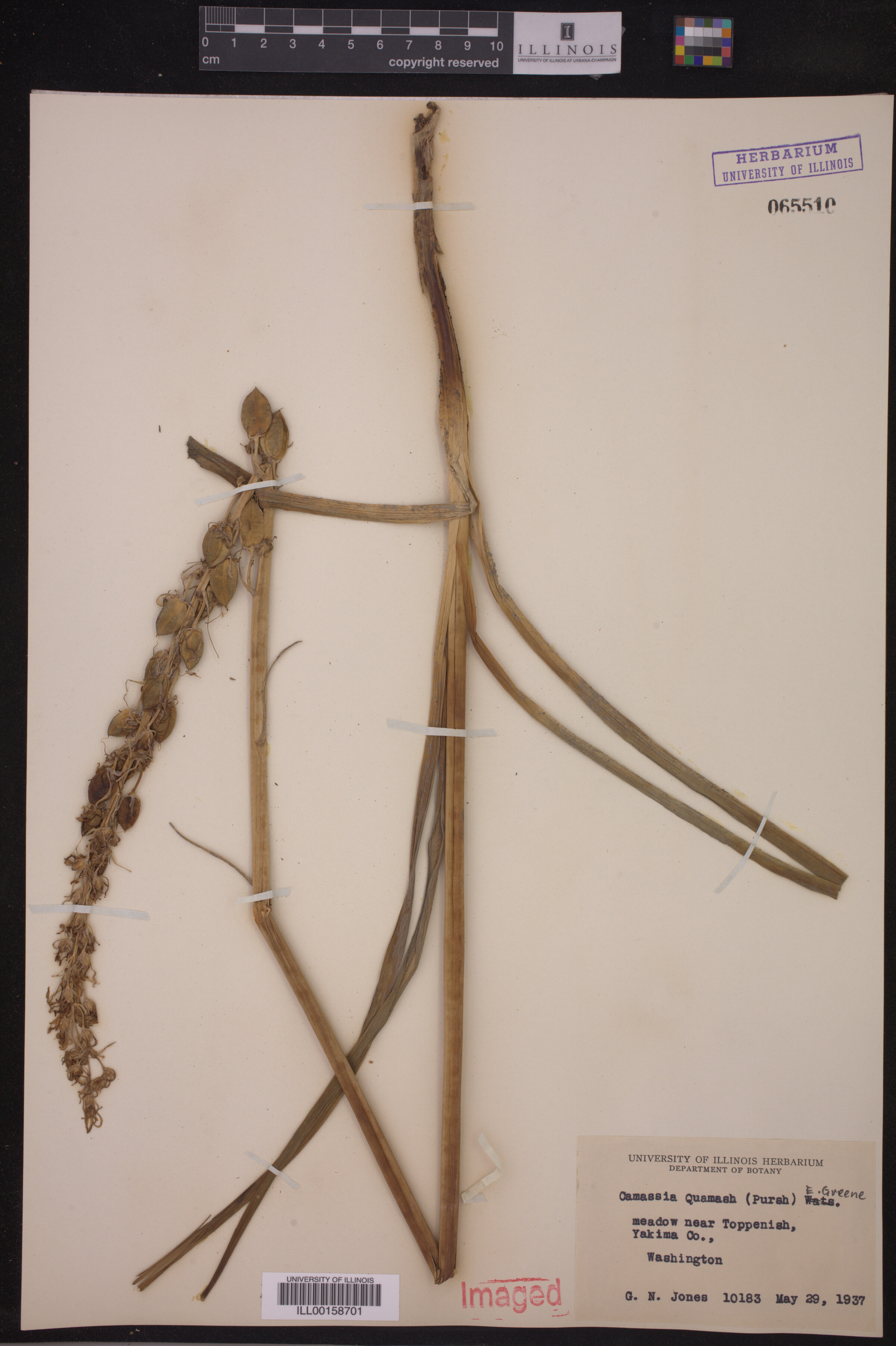 Asparagaceae image