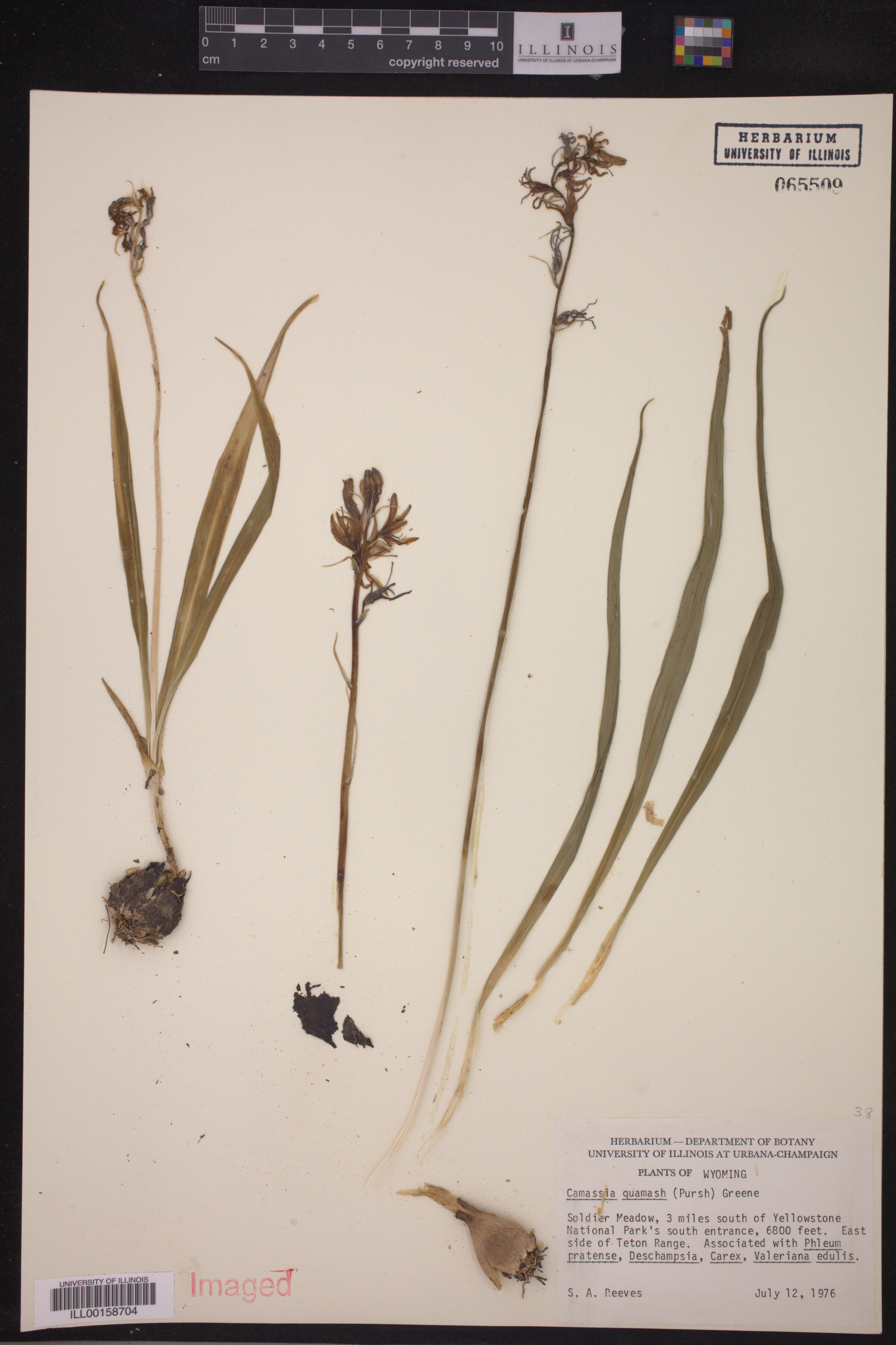 Camassia quamash image