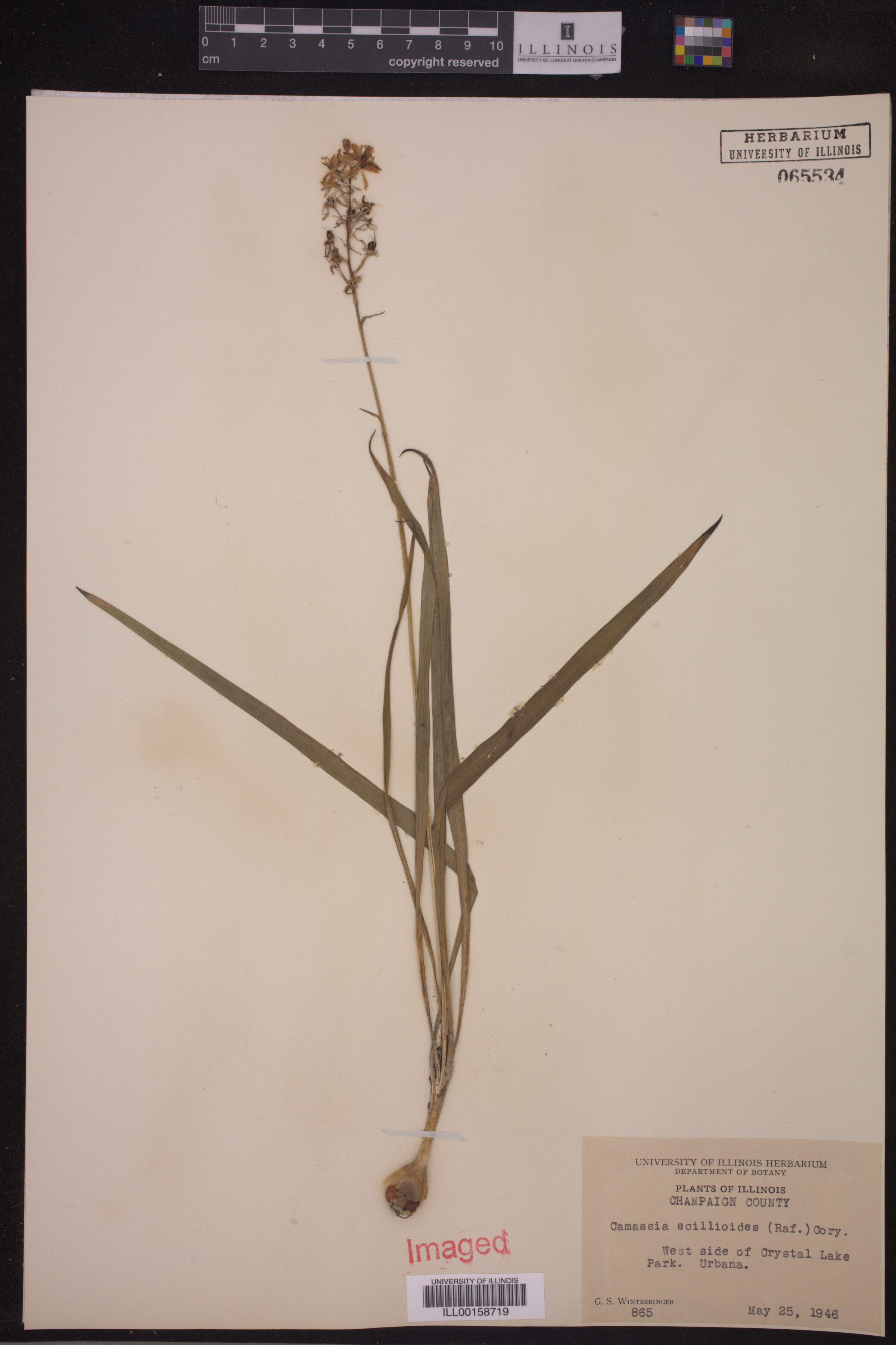 Camassia scilloides image