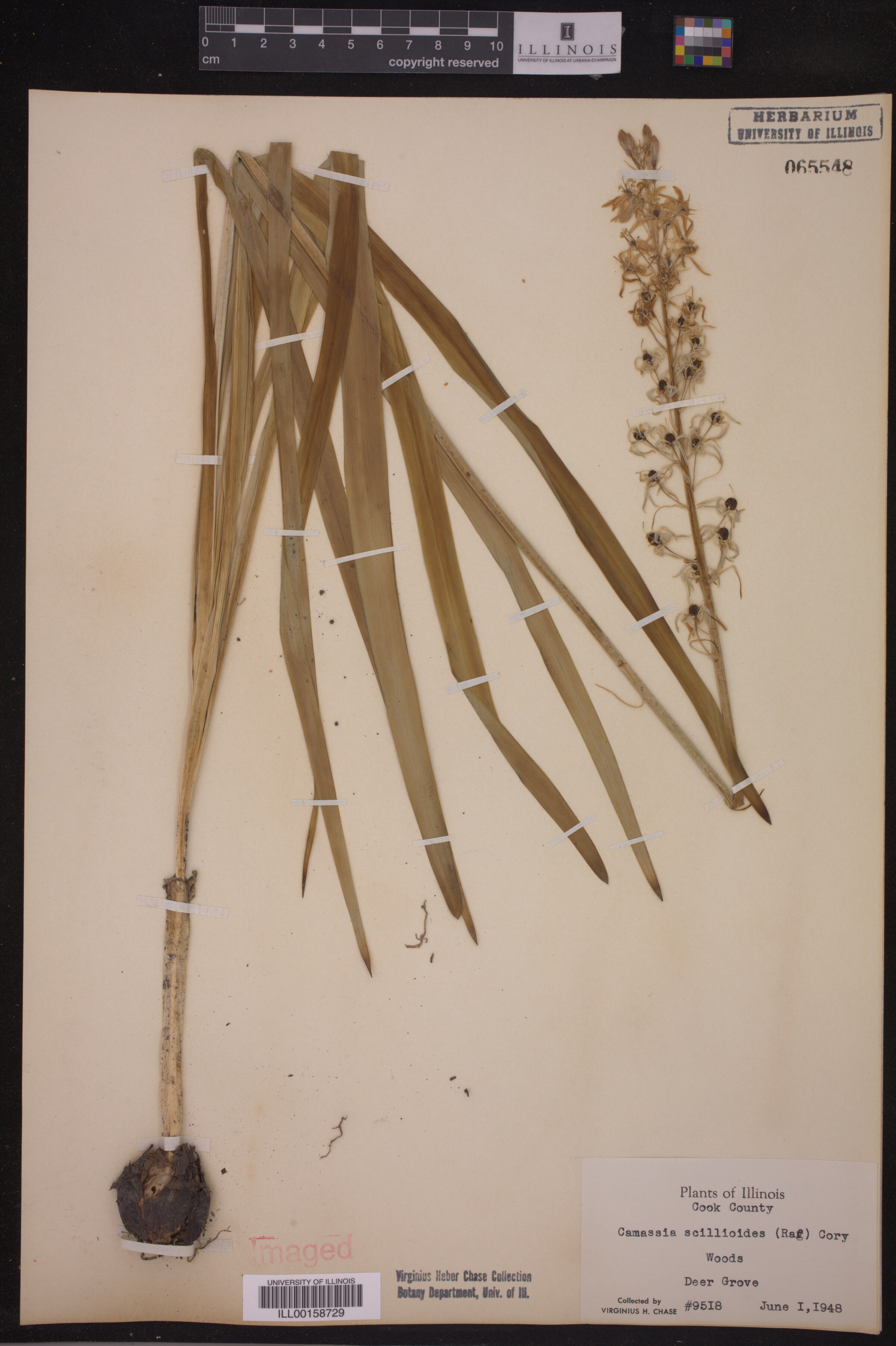 Asparagaceae image