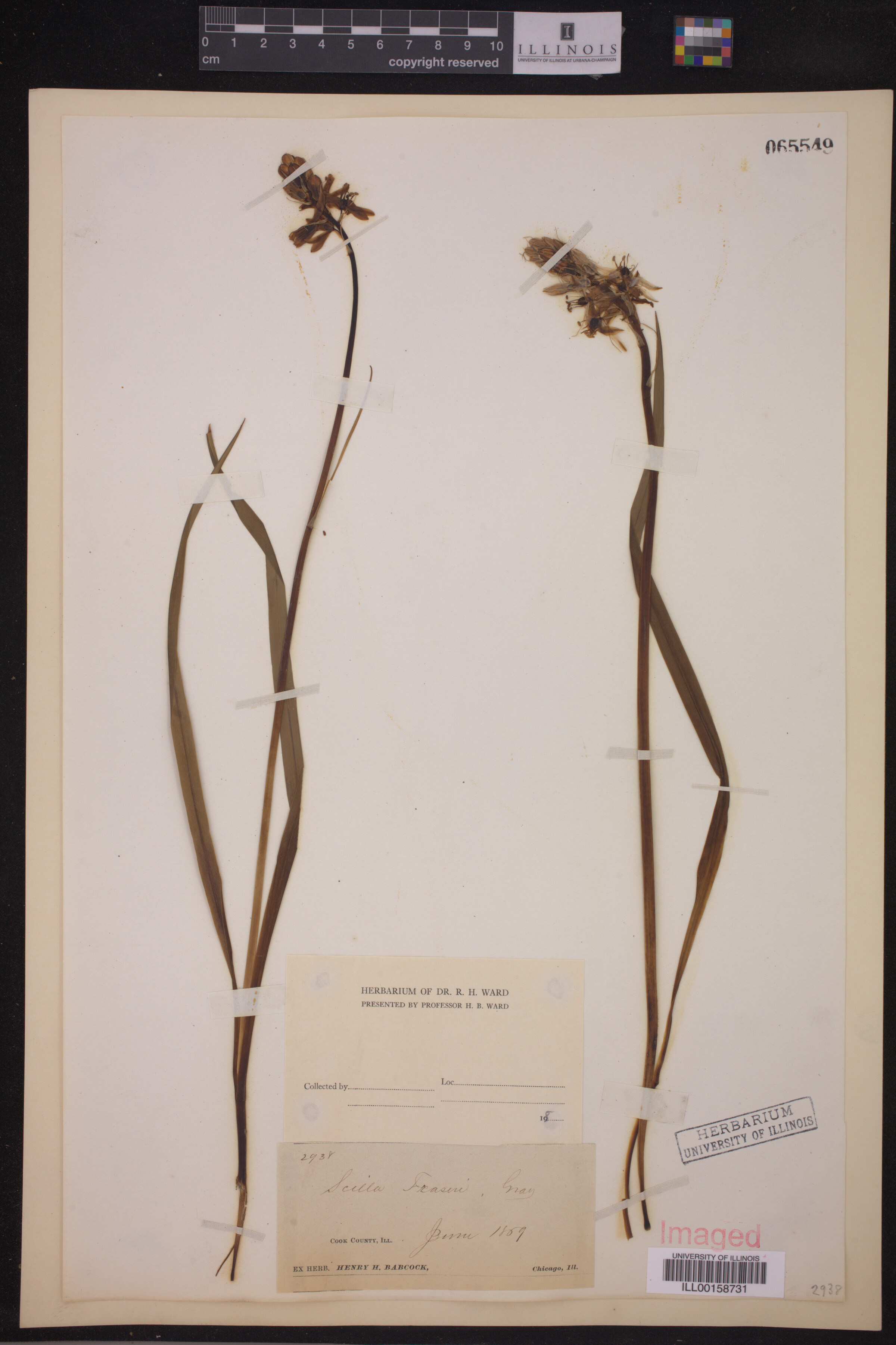 Camassia scilloides image