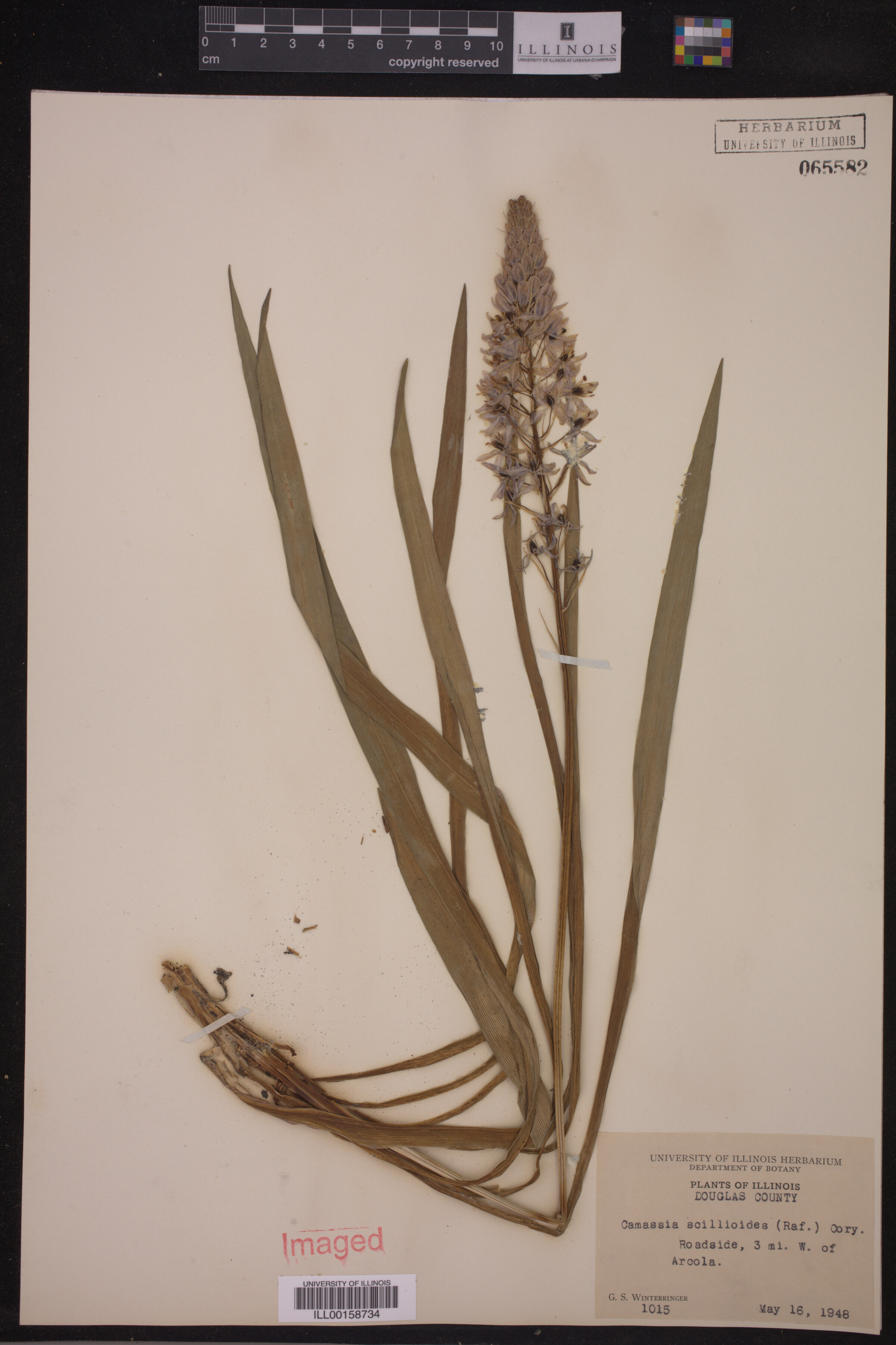Camassia scilloides image