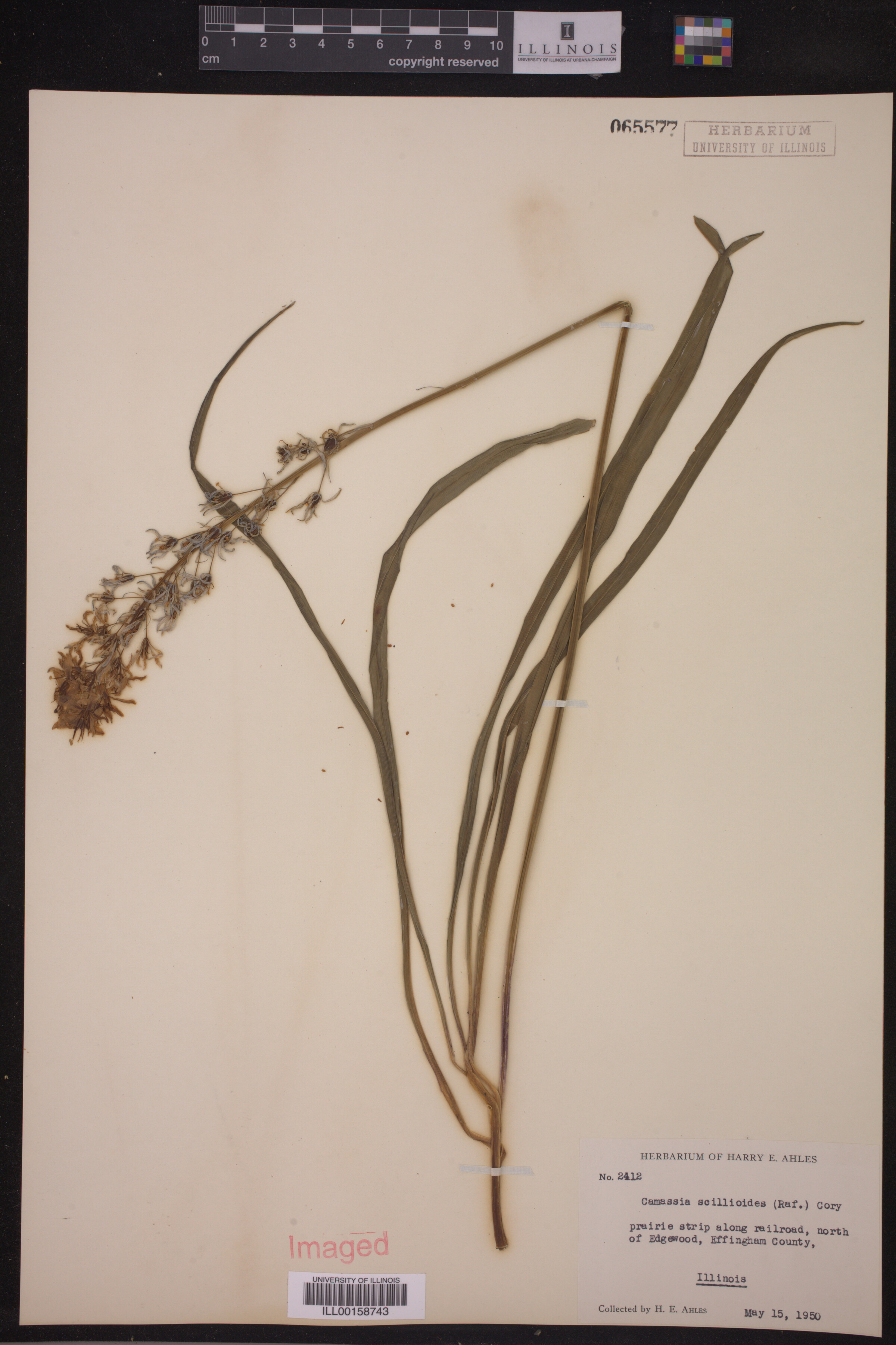 Camassia scilloides image