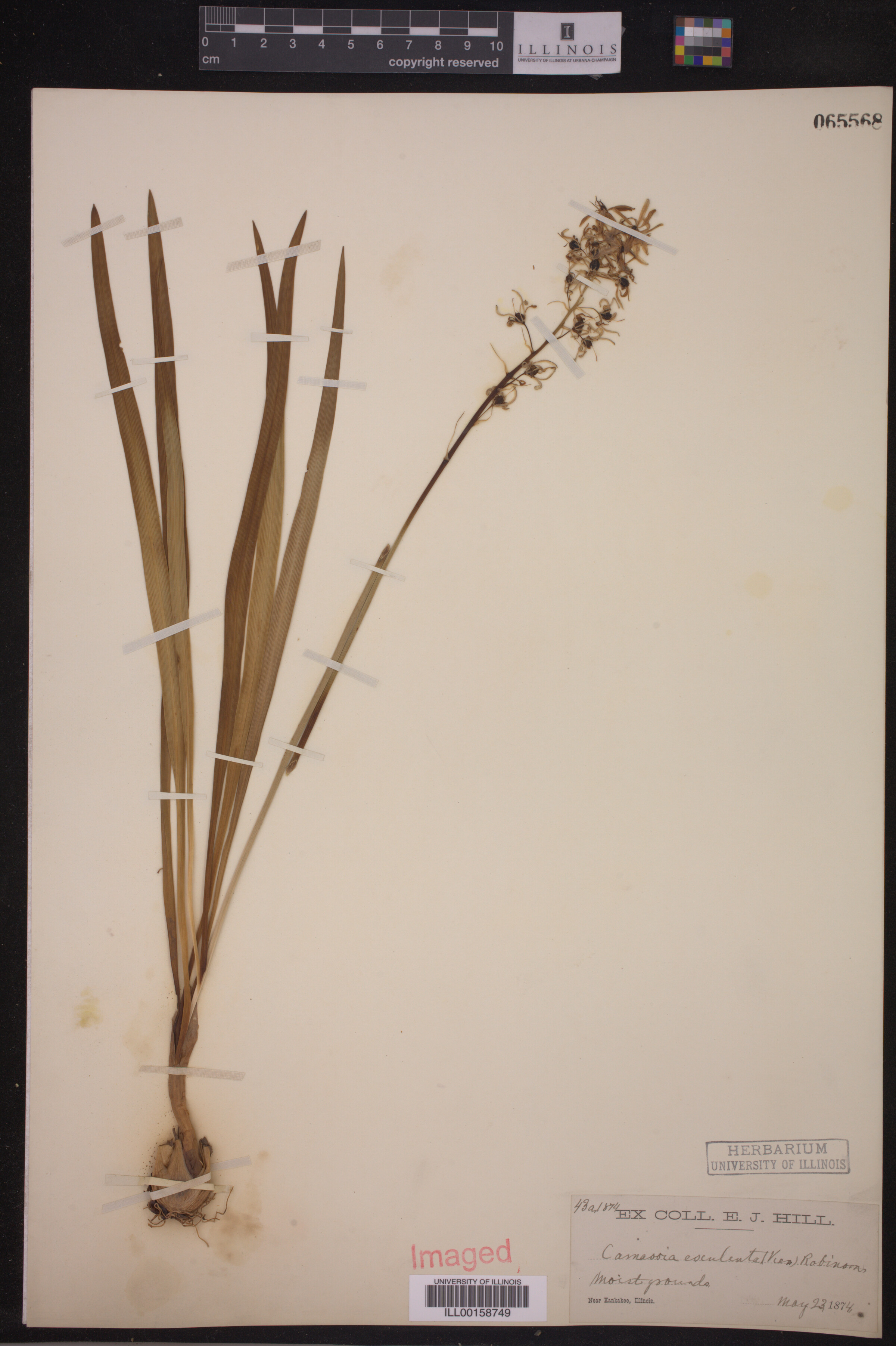 Asparagaceae image