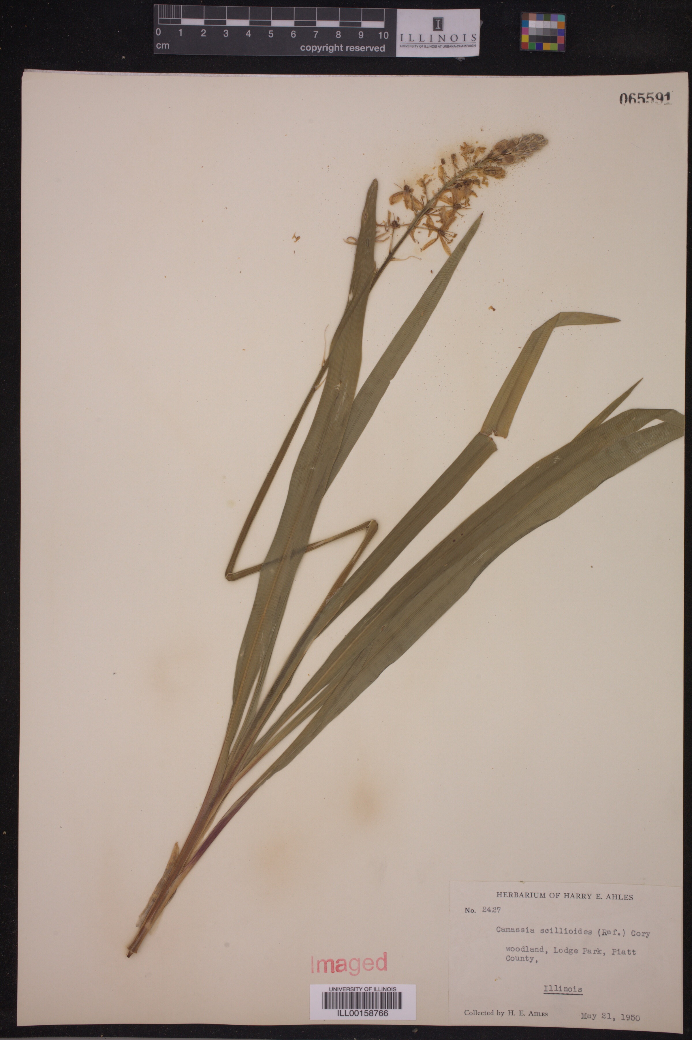 Asparagaceae image