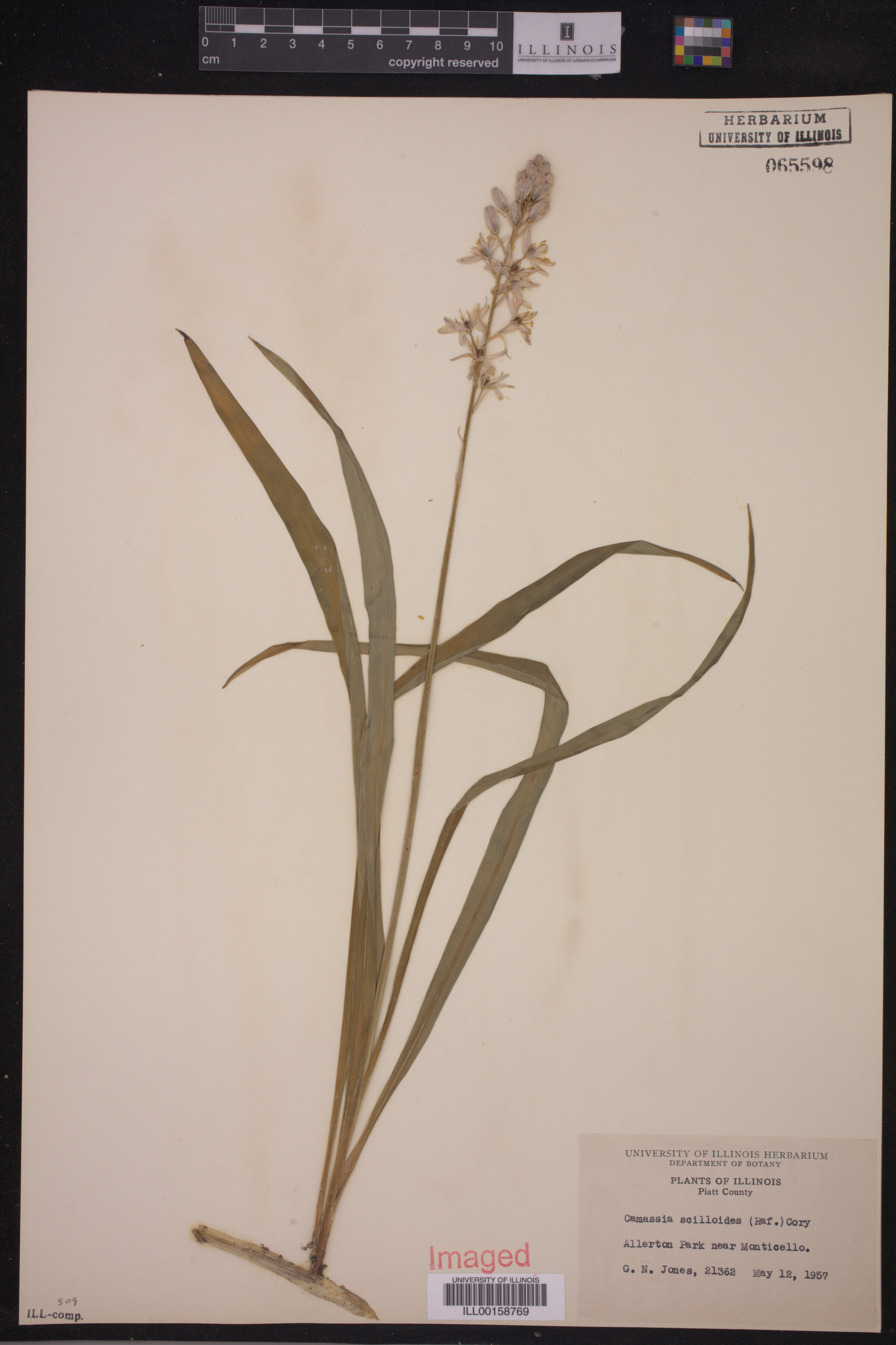 Camassia scilloides image