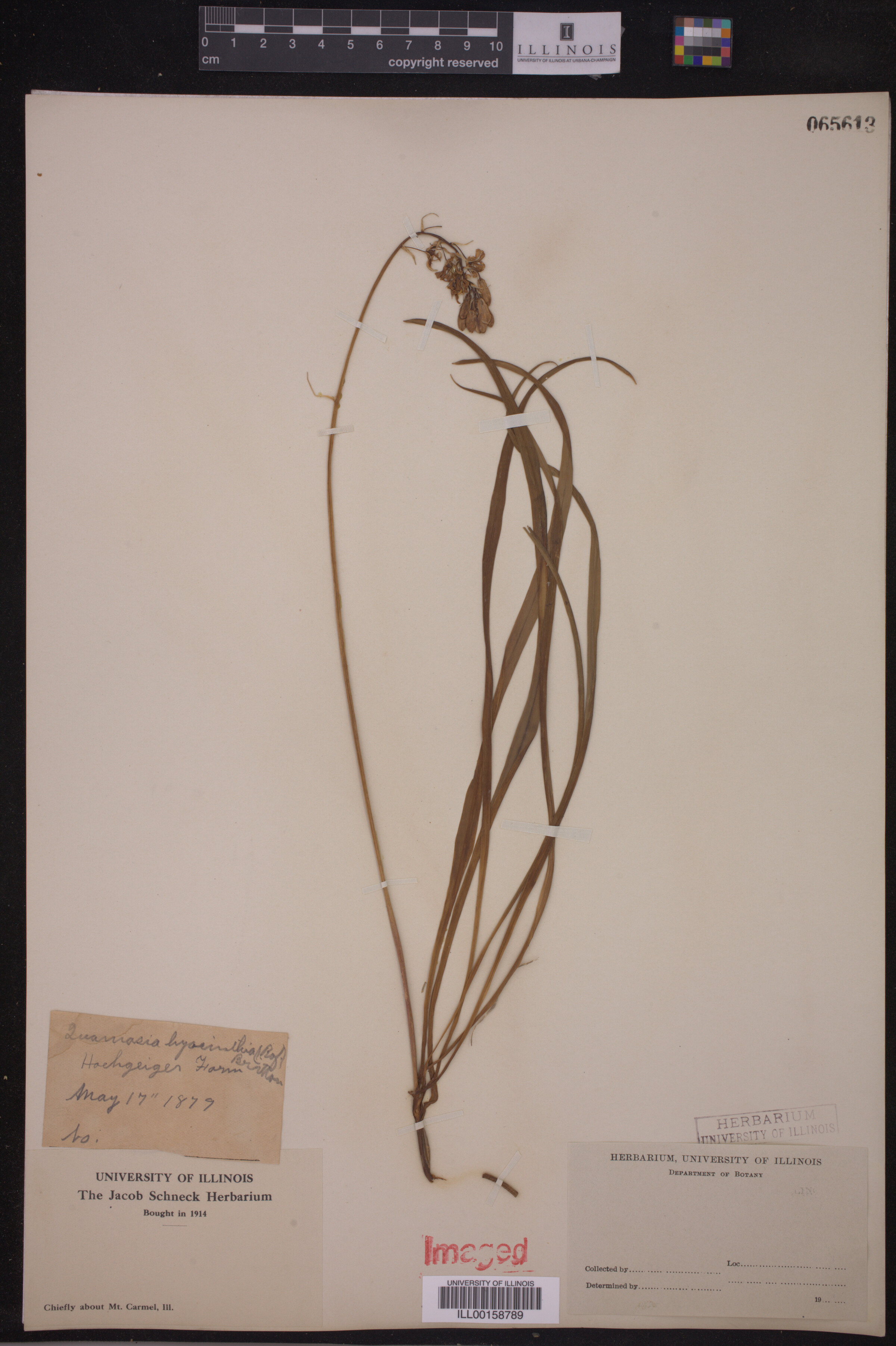 Camassia scilloides image