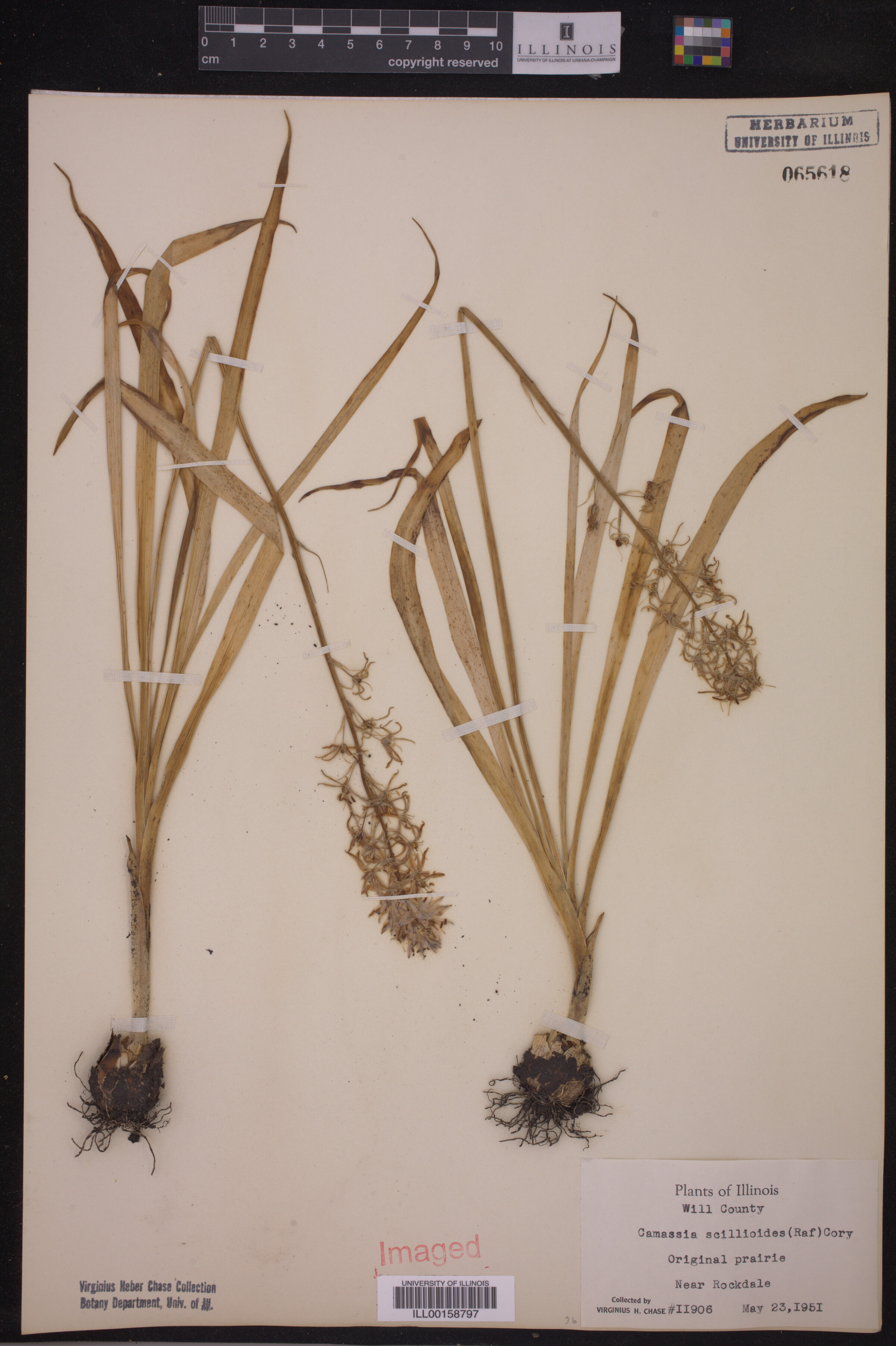 Asparagaceae image