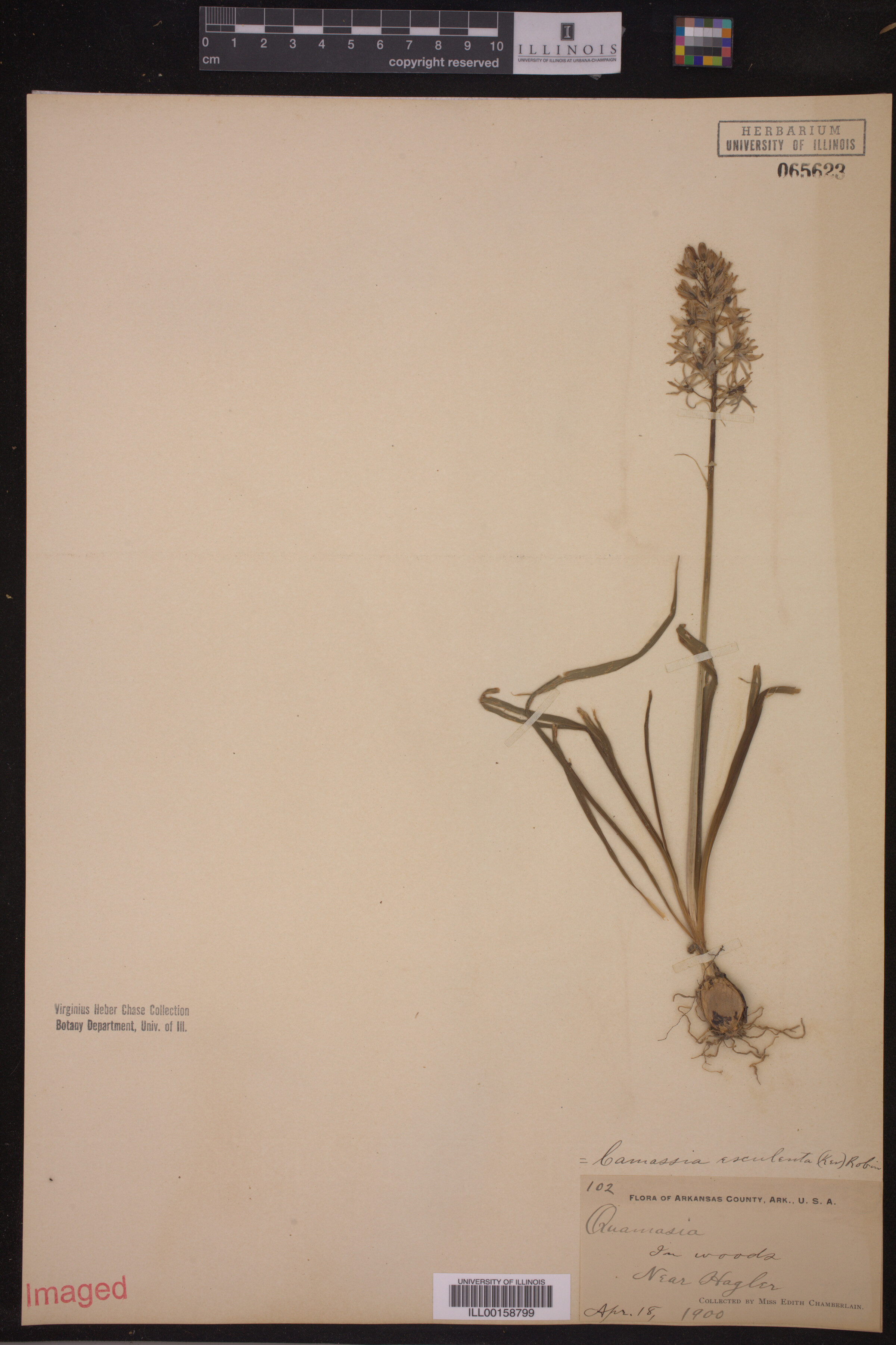 Asparagaceae image