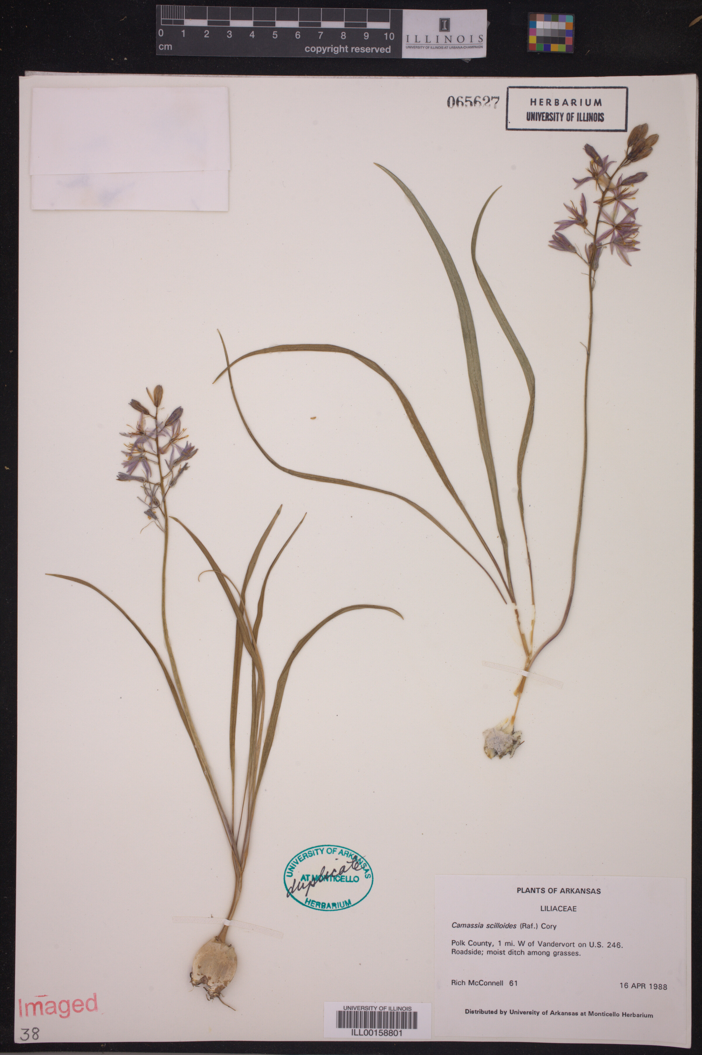 Asparagaceae image