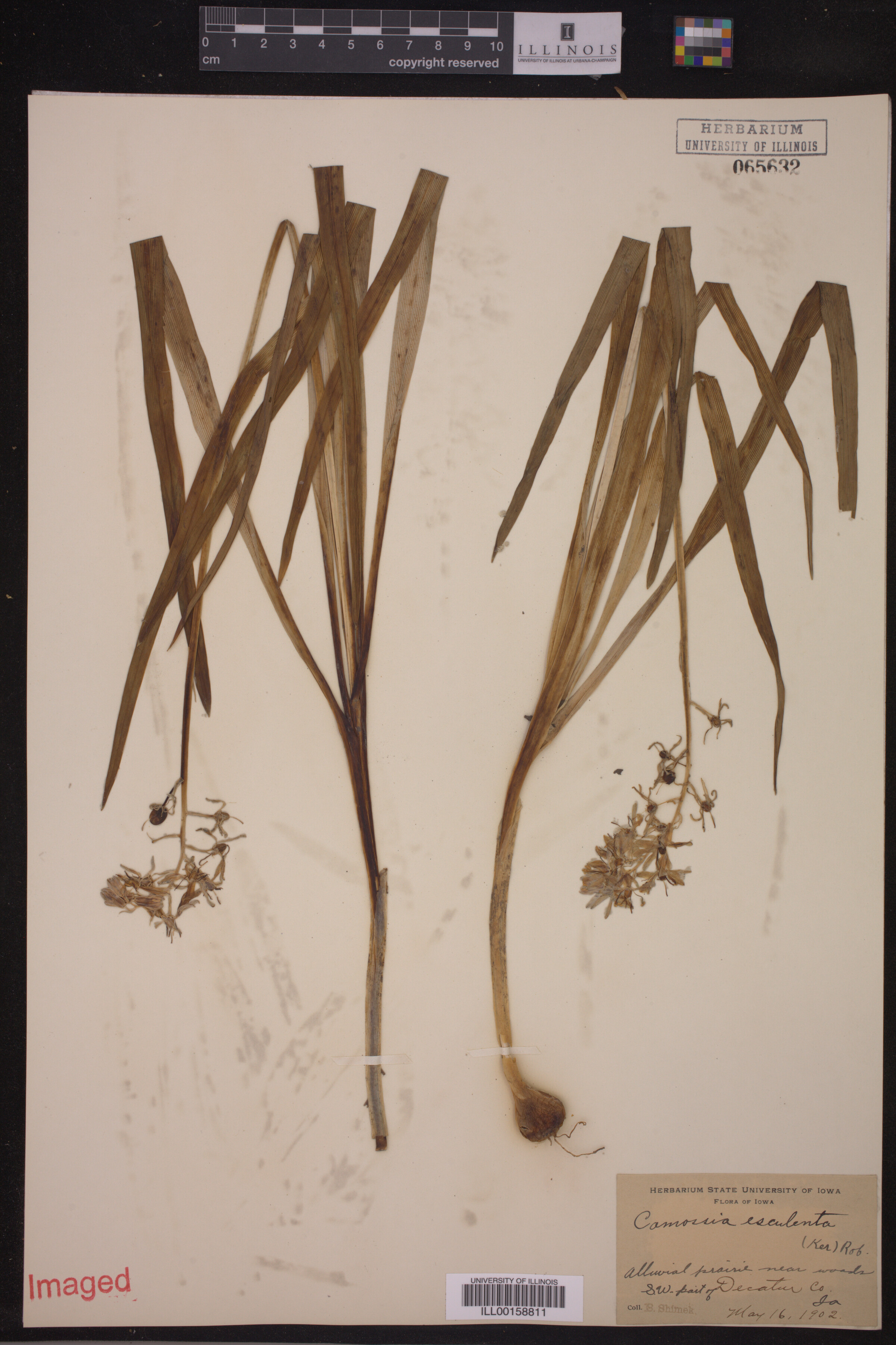 Asparagaceae image