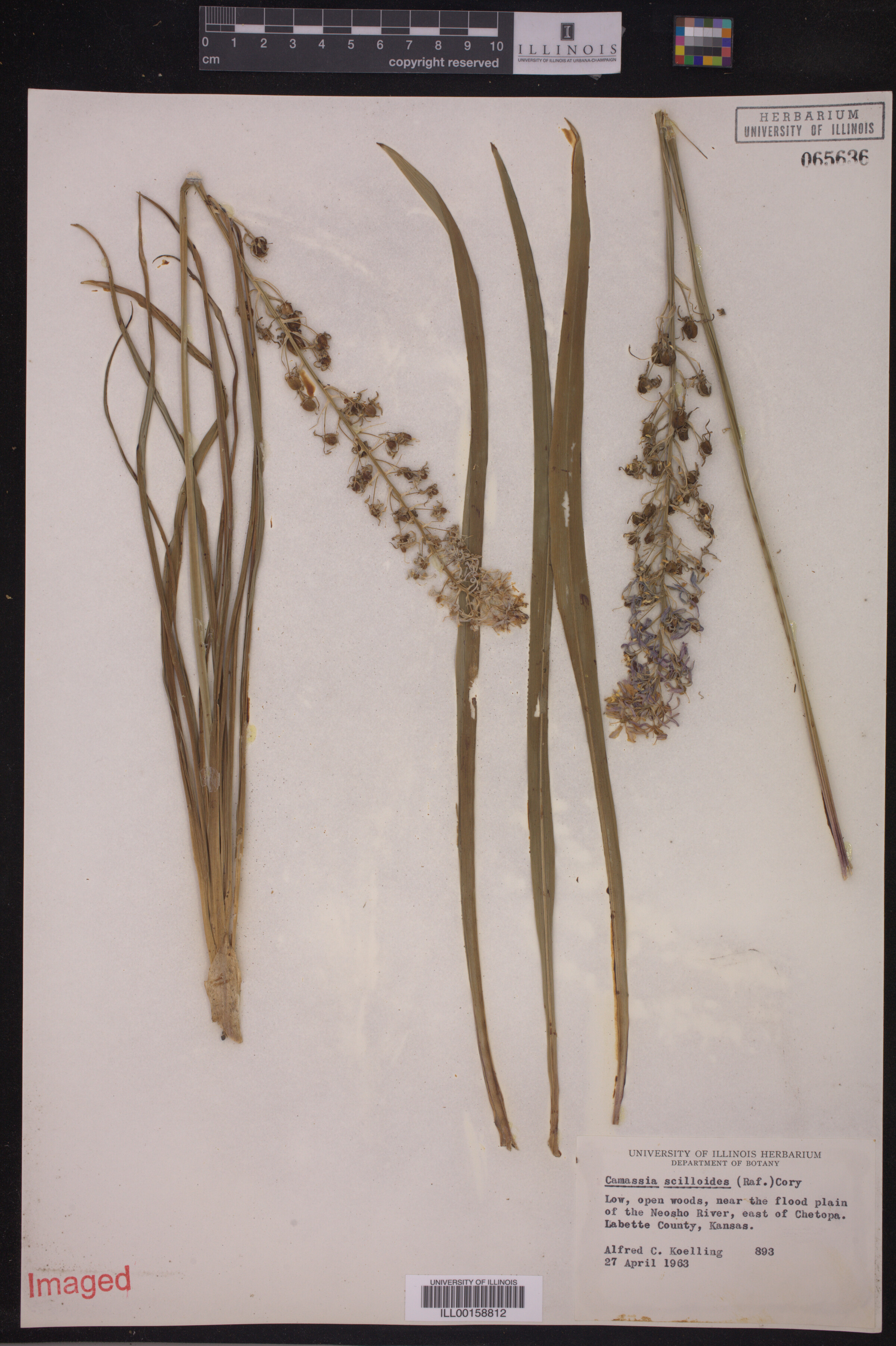 Asparagaceae image