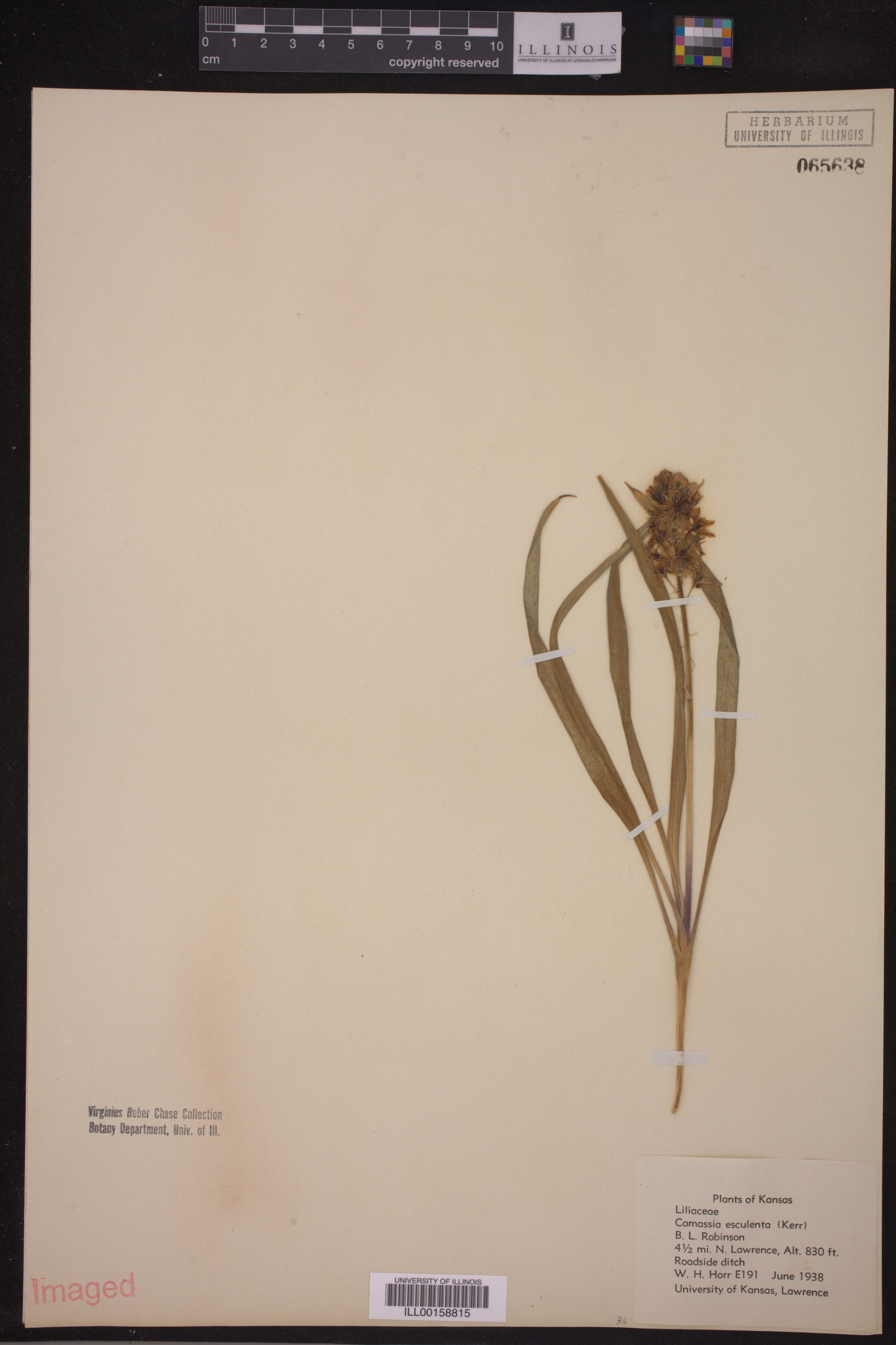 Camassia scilloides image