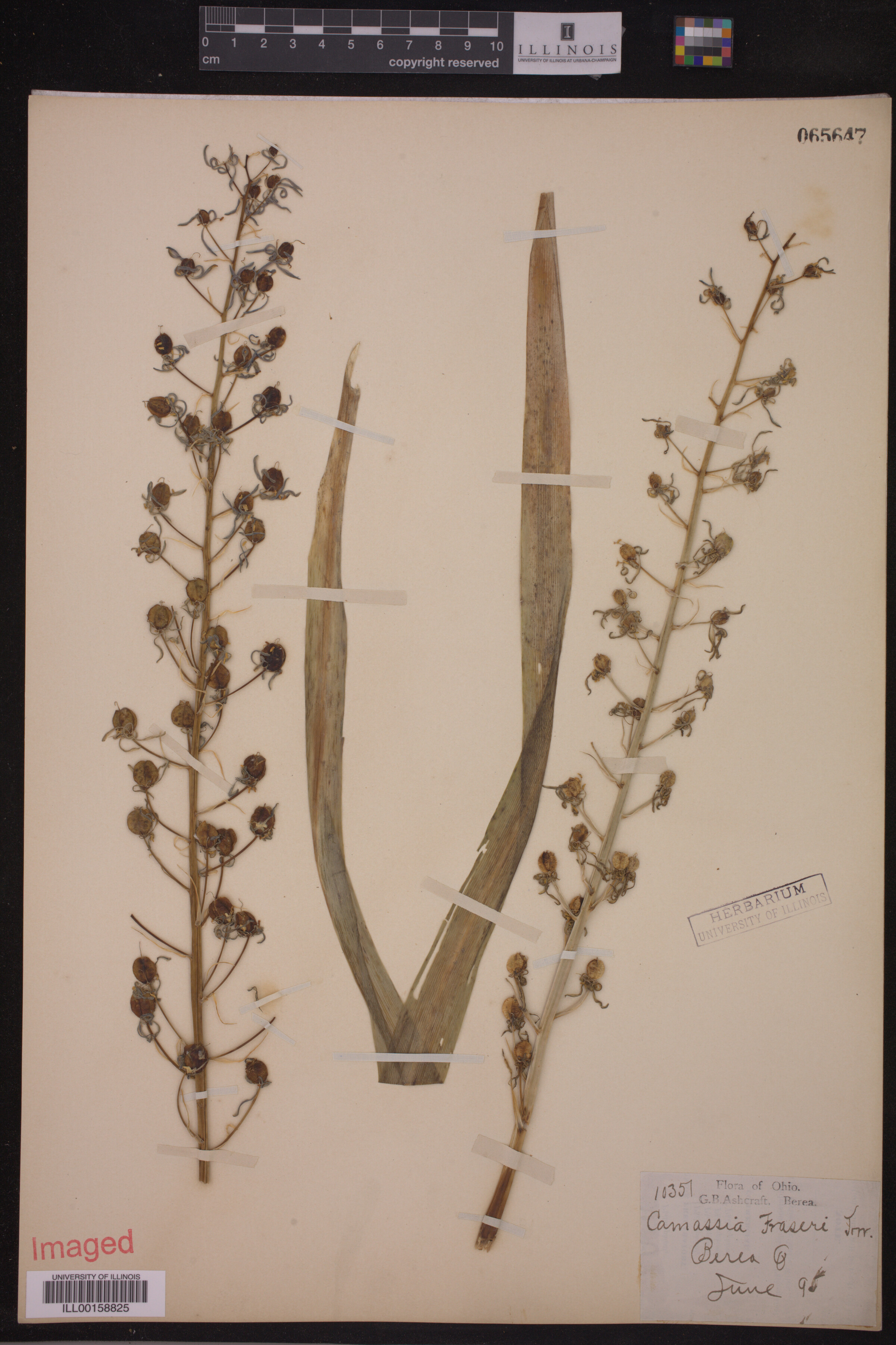 Asparagaceae image
