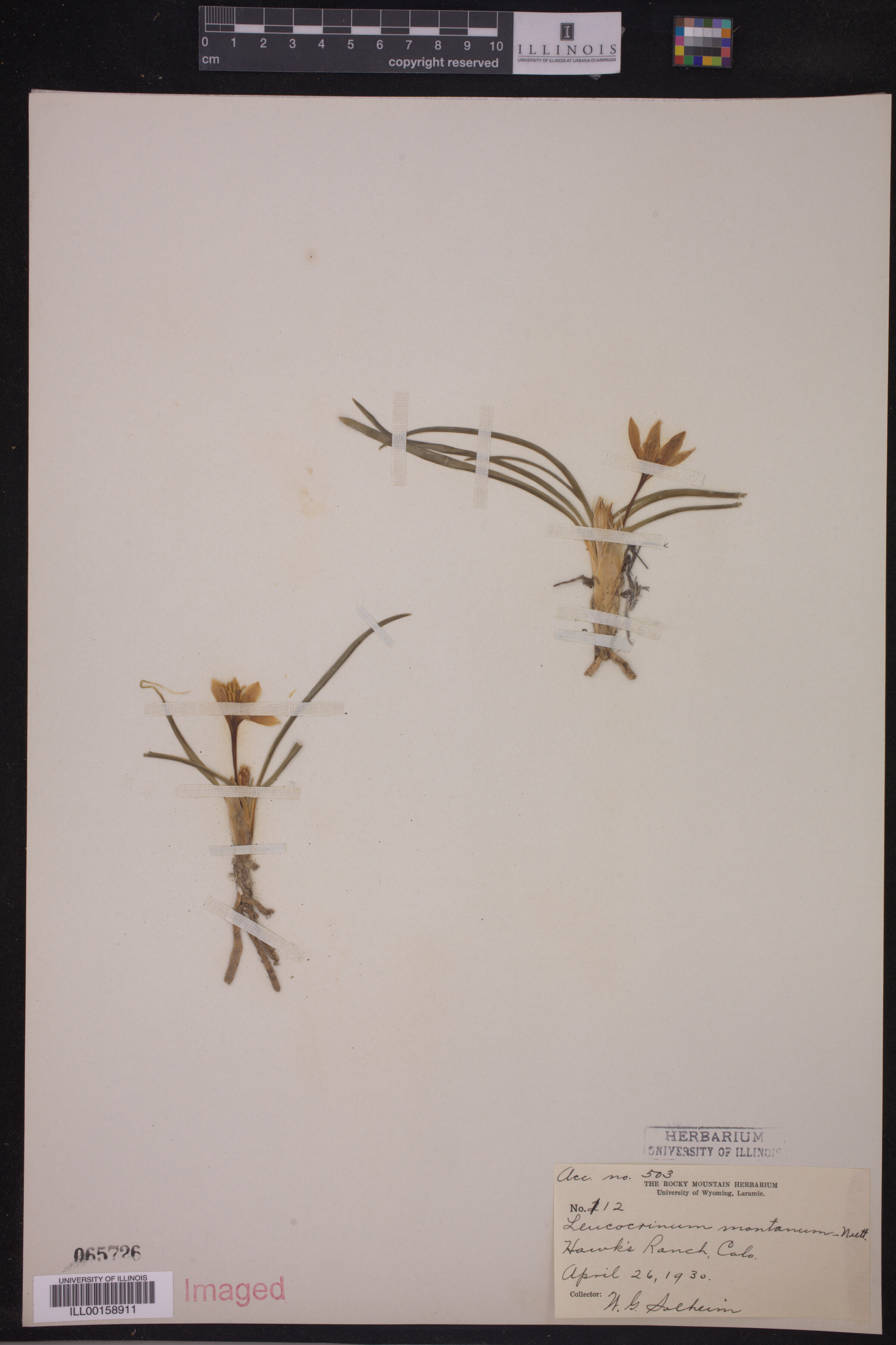 Leucocrinum montanum image