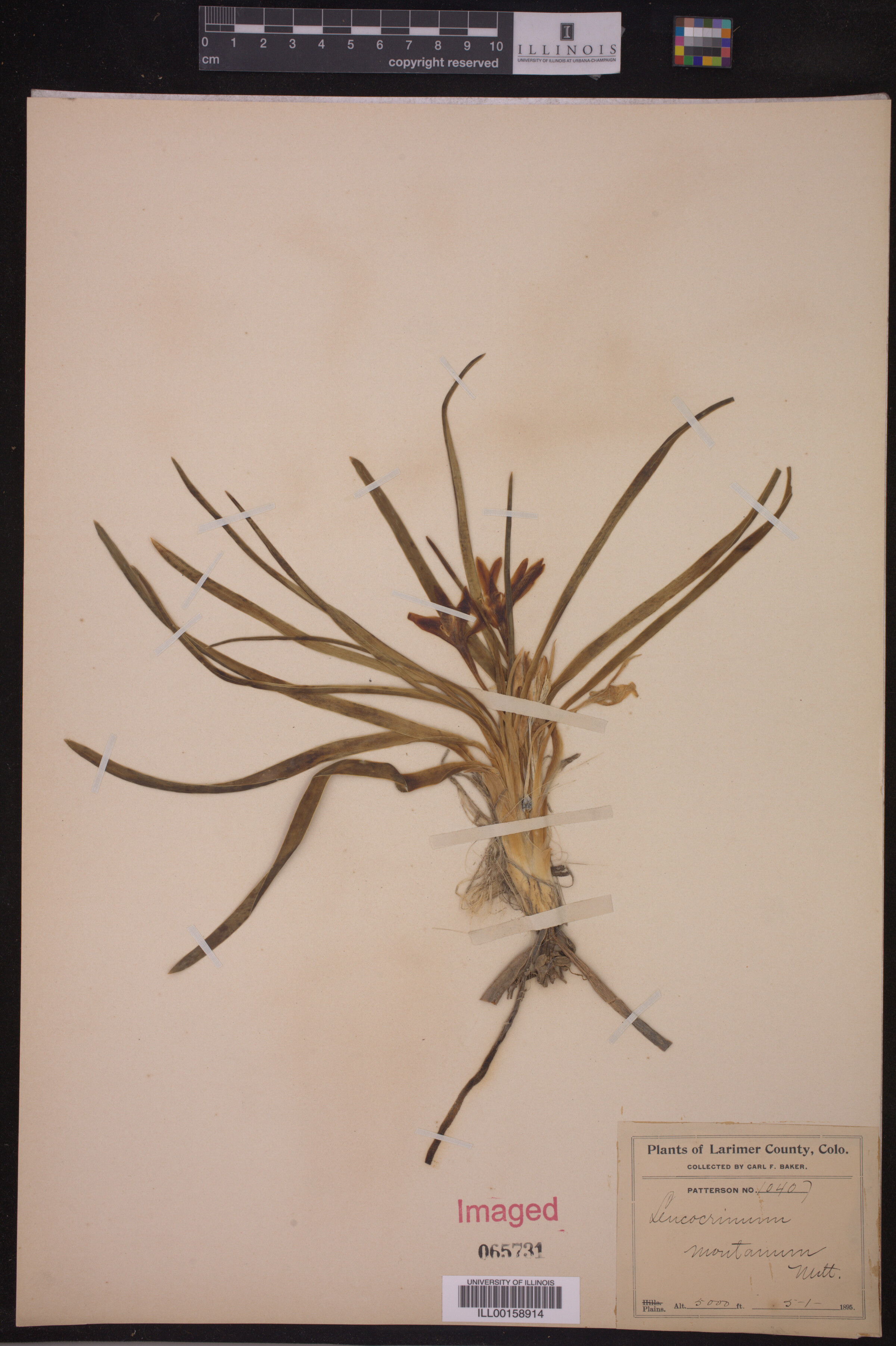 Leucocrinum image