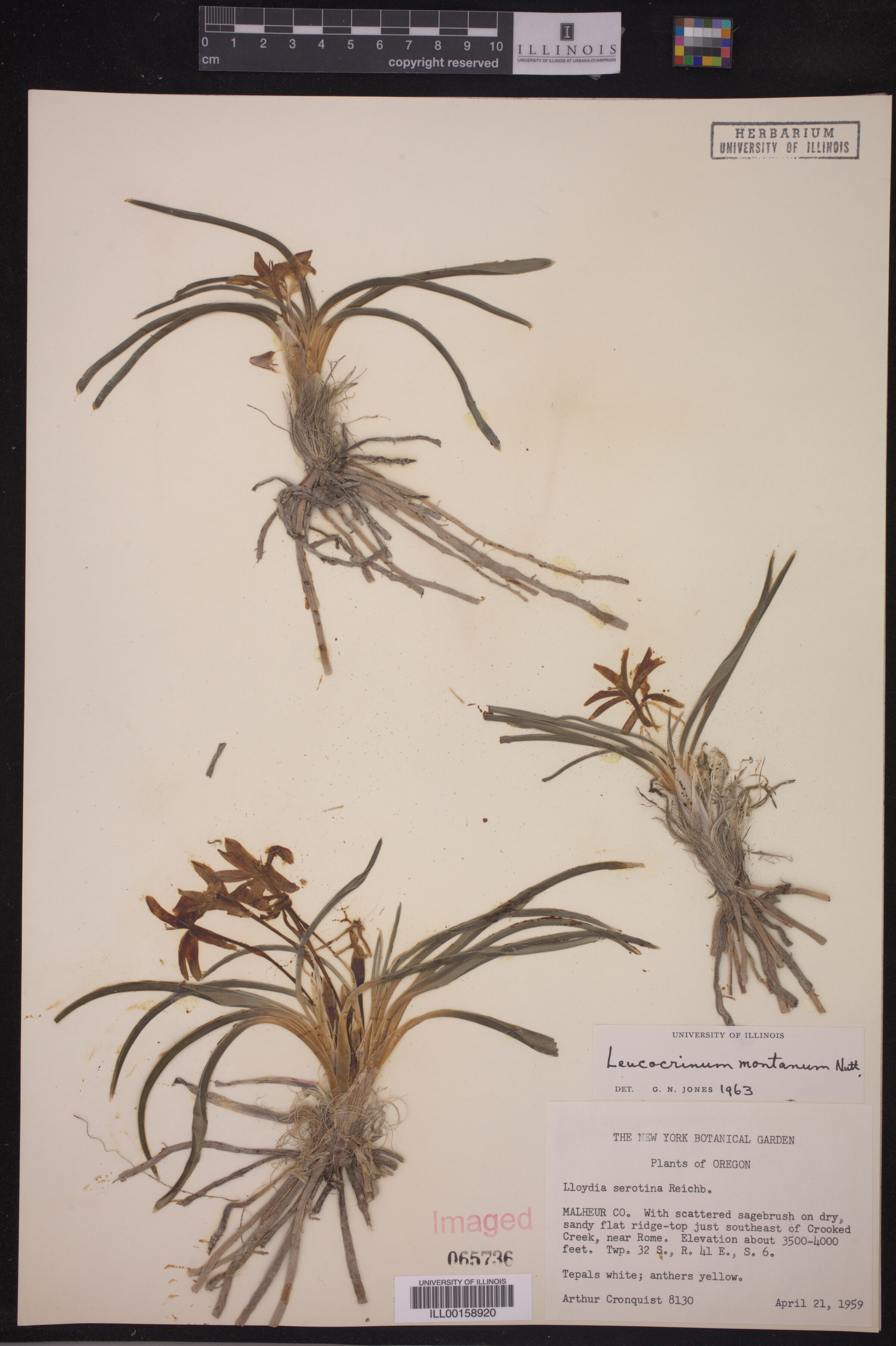 Leucocrinum montanum image