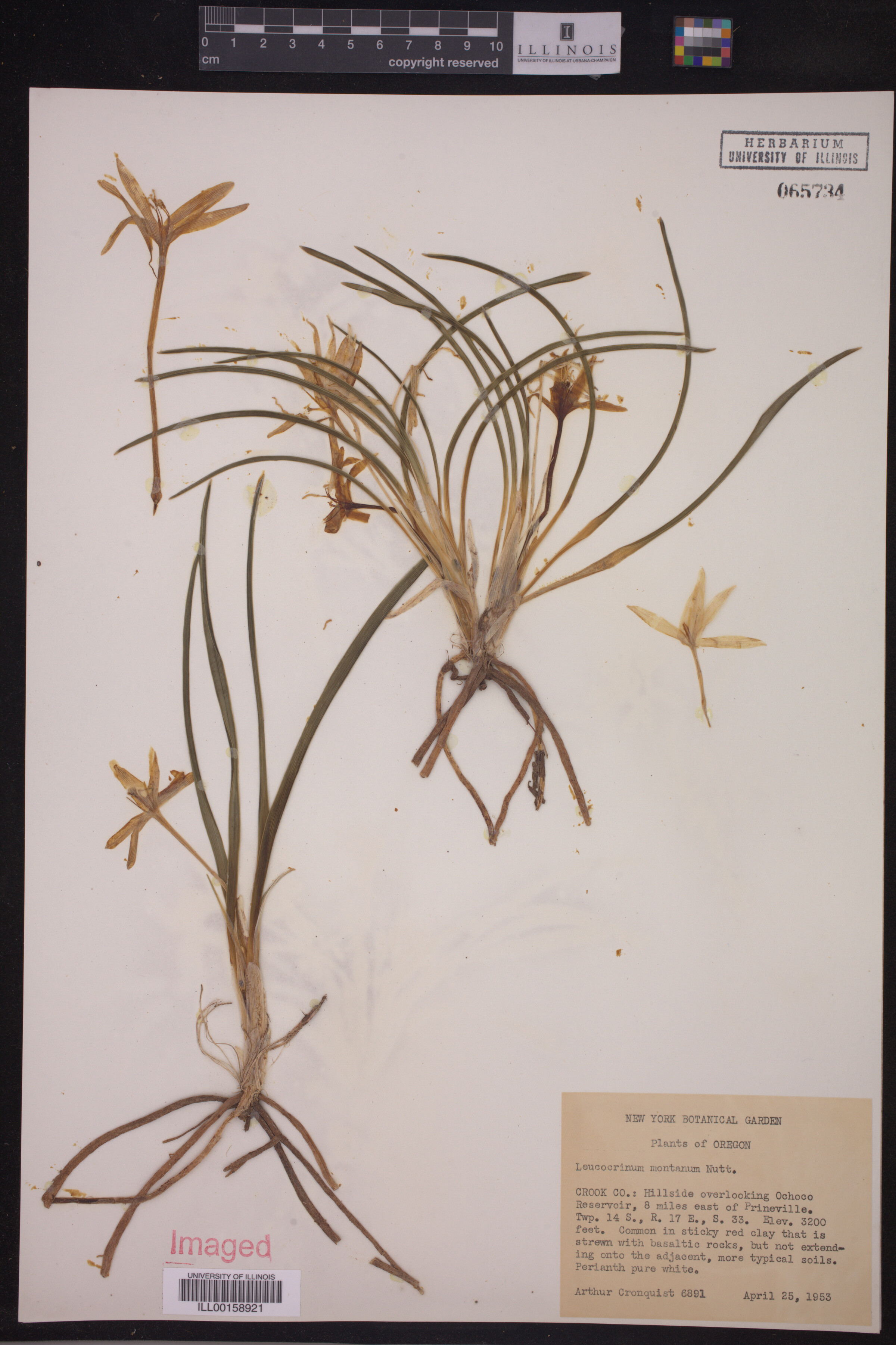Leucocrinum montanum image
