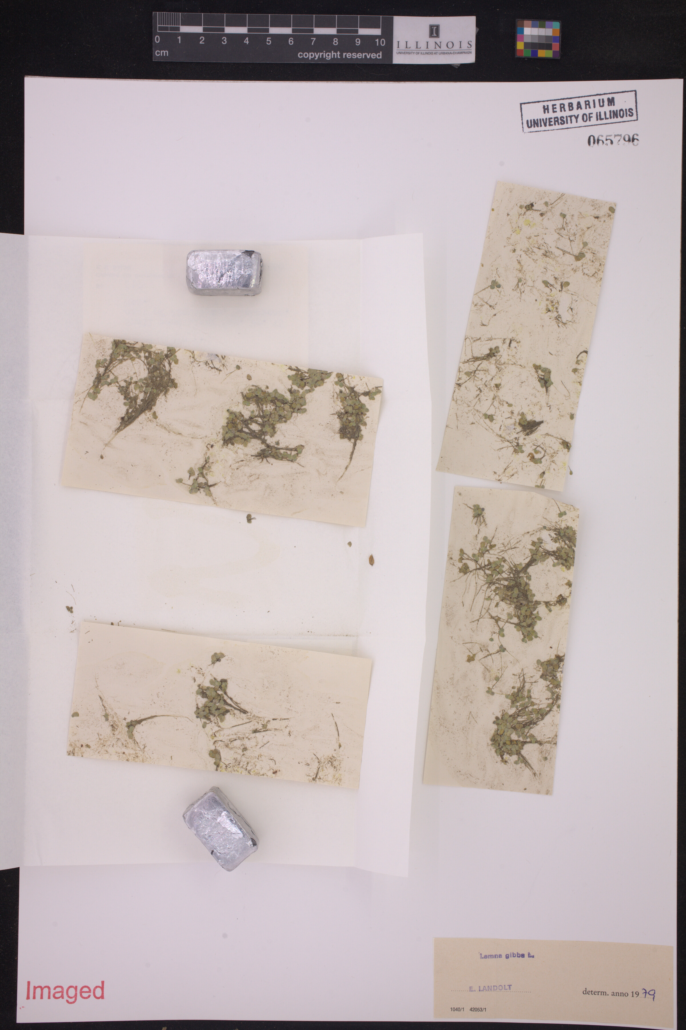 Lemna gibba image