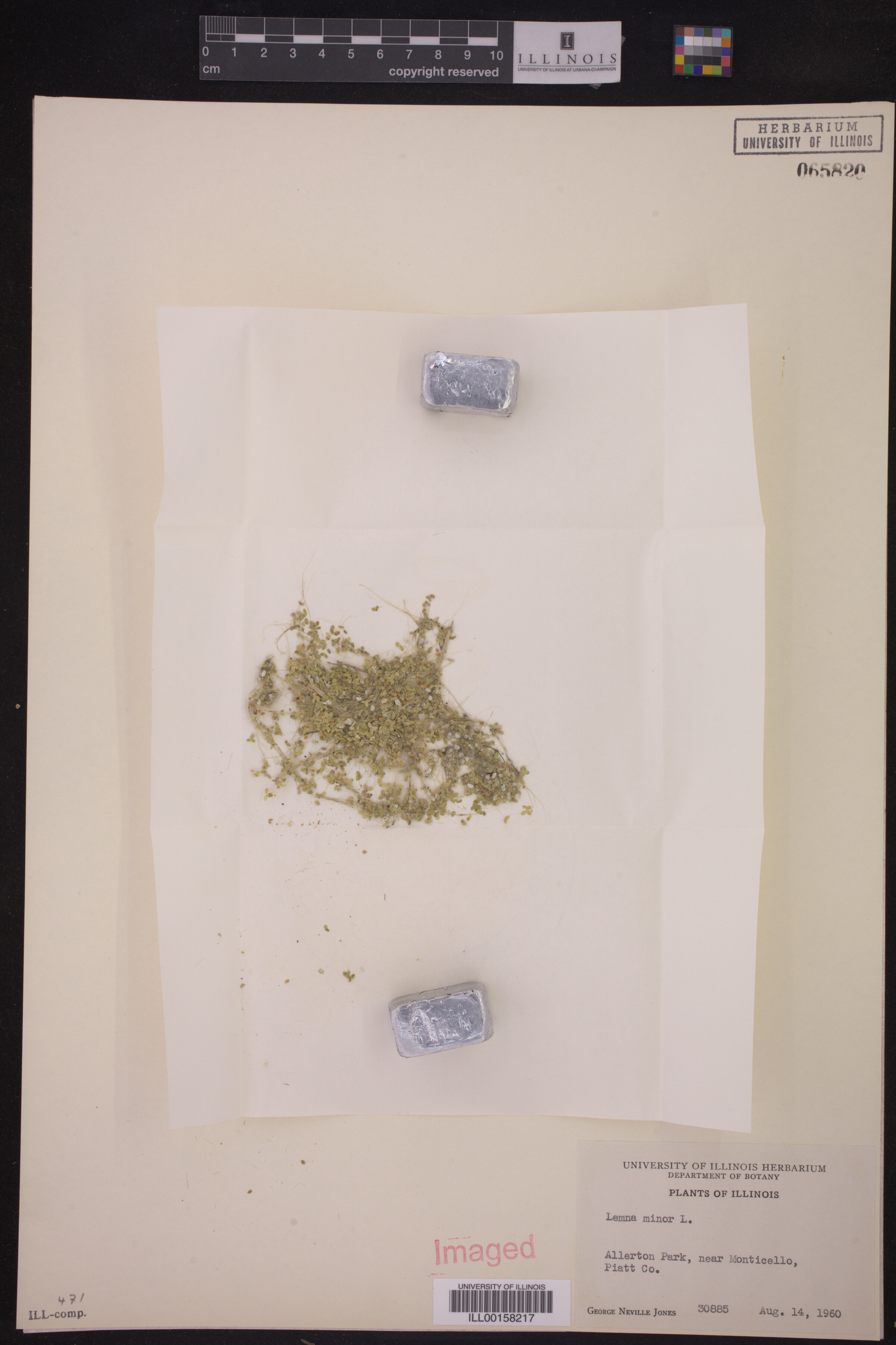 Lemna minor image