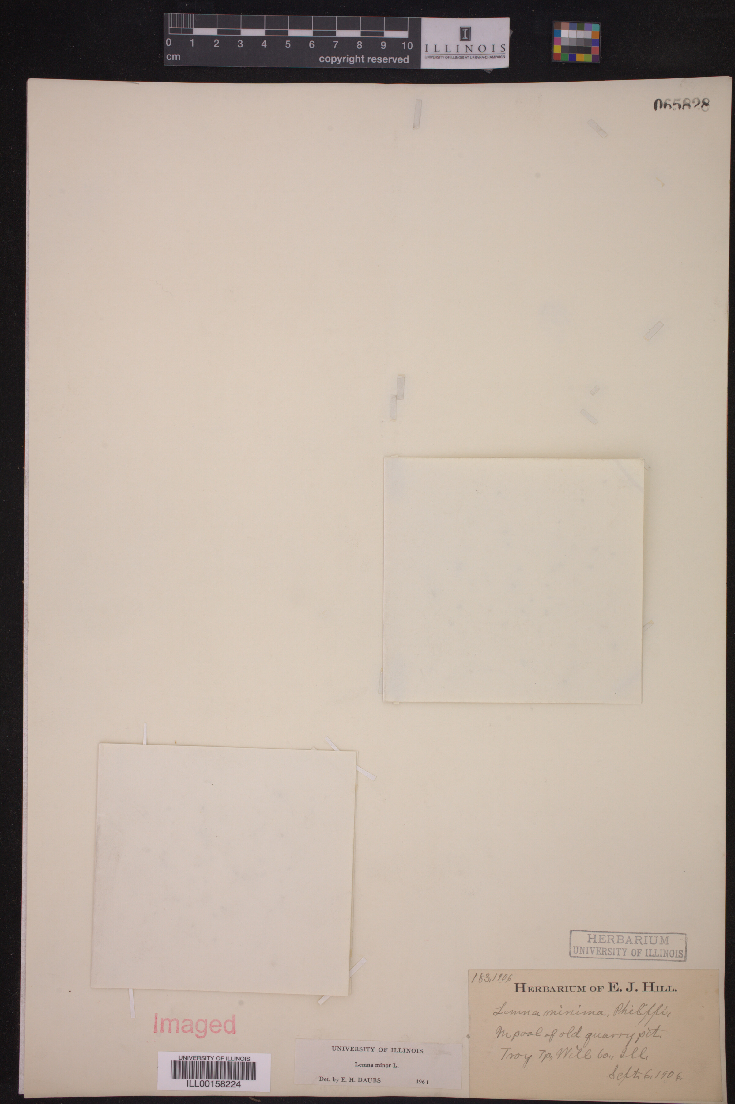 Lemna image