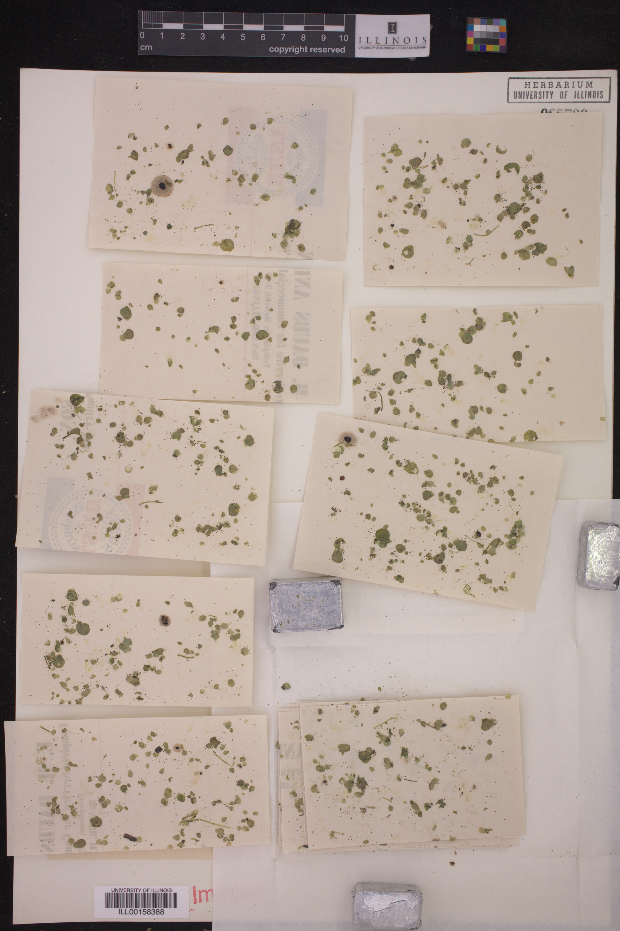 Lemna gibba image