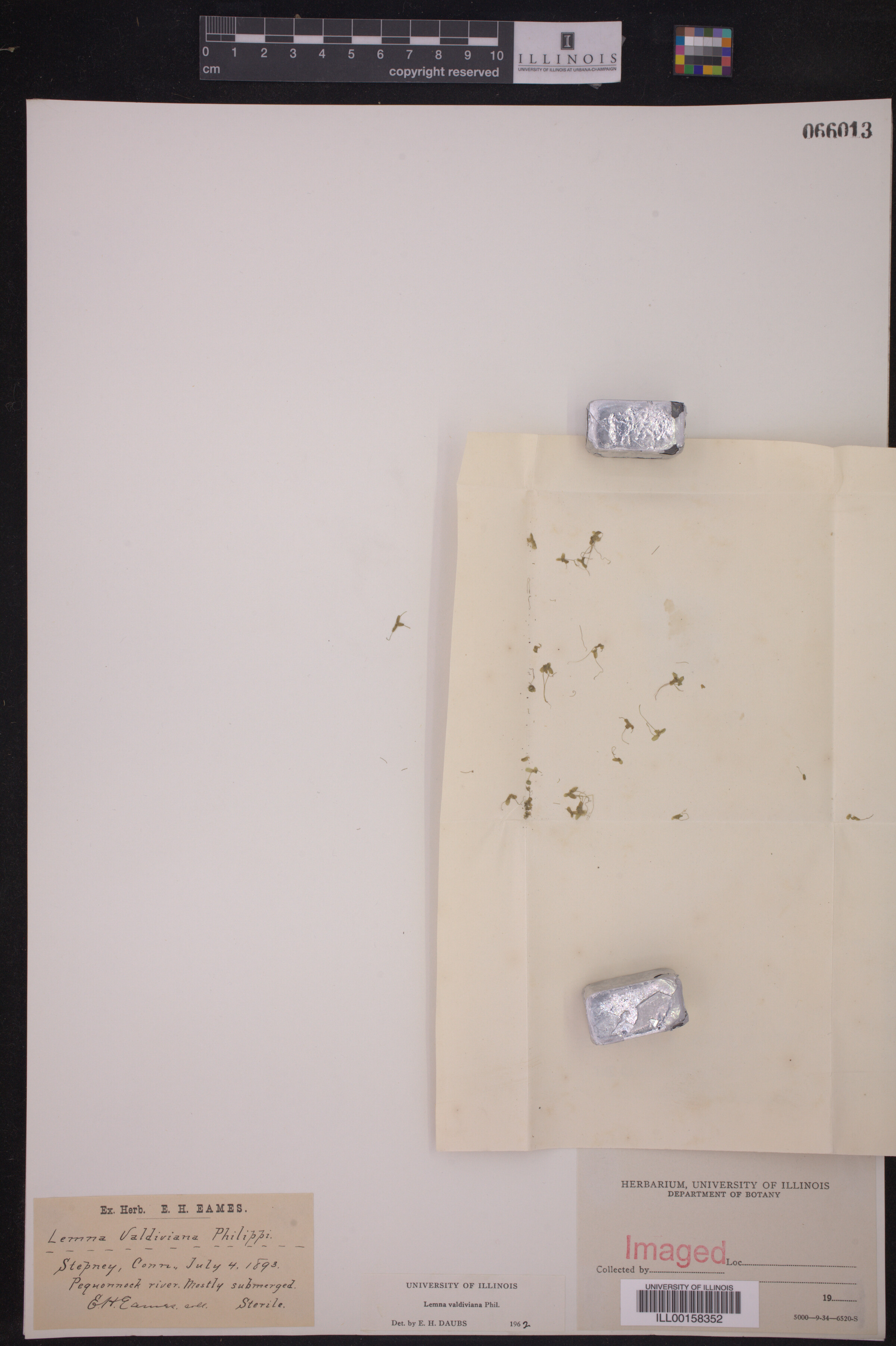 Lemna valdiviana image