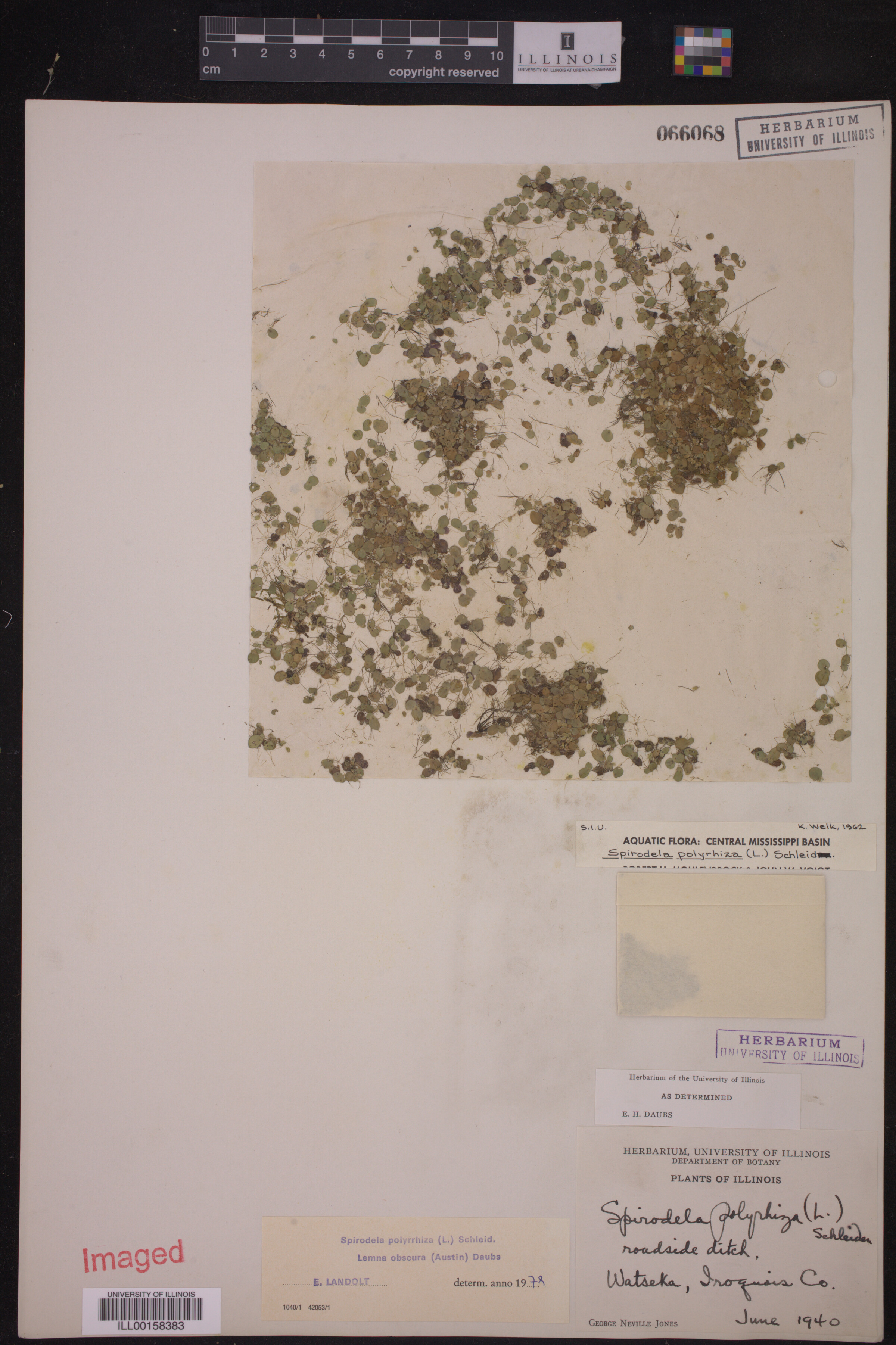 Spirodela polyrrhiza image