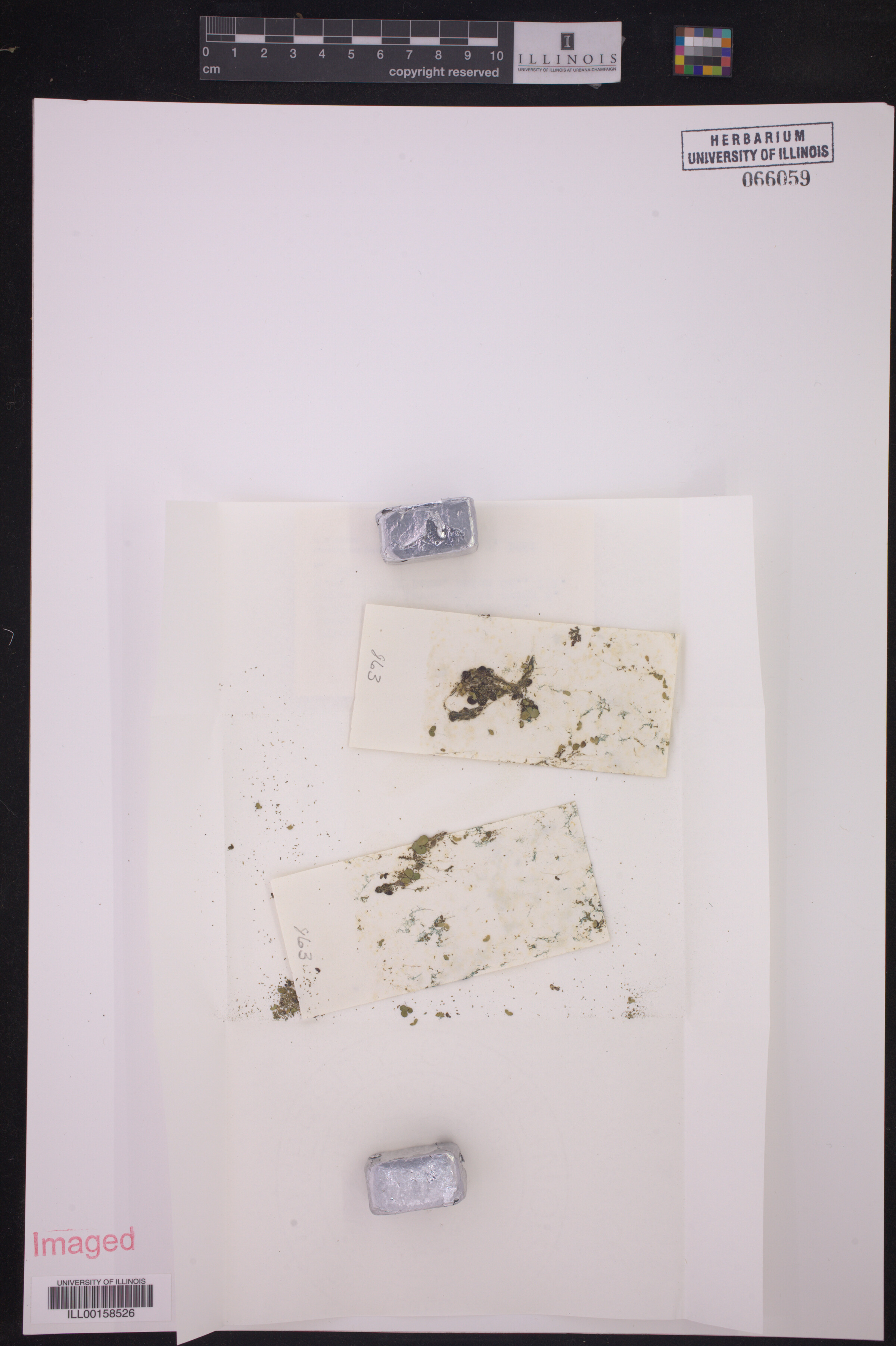 Spirodela polyrhiza image