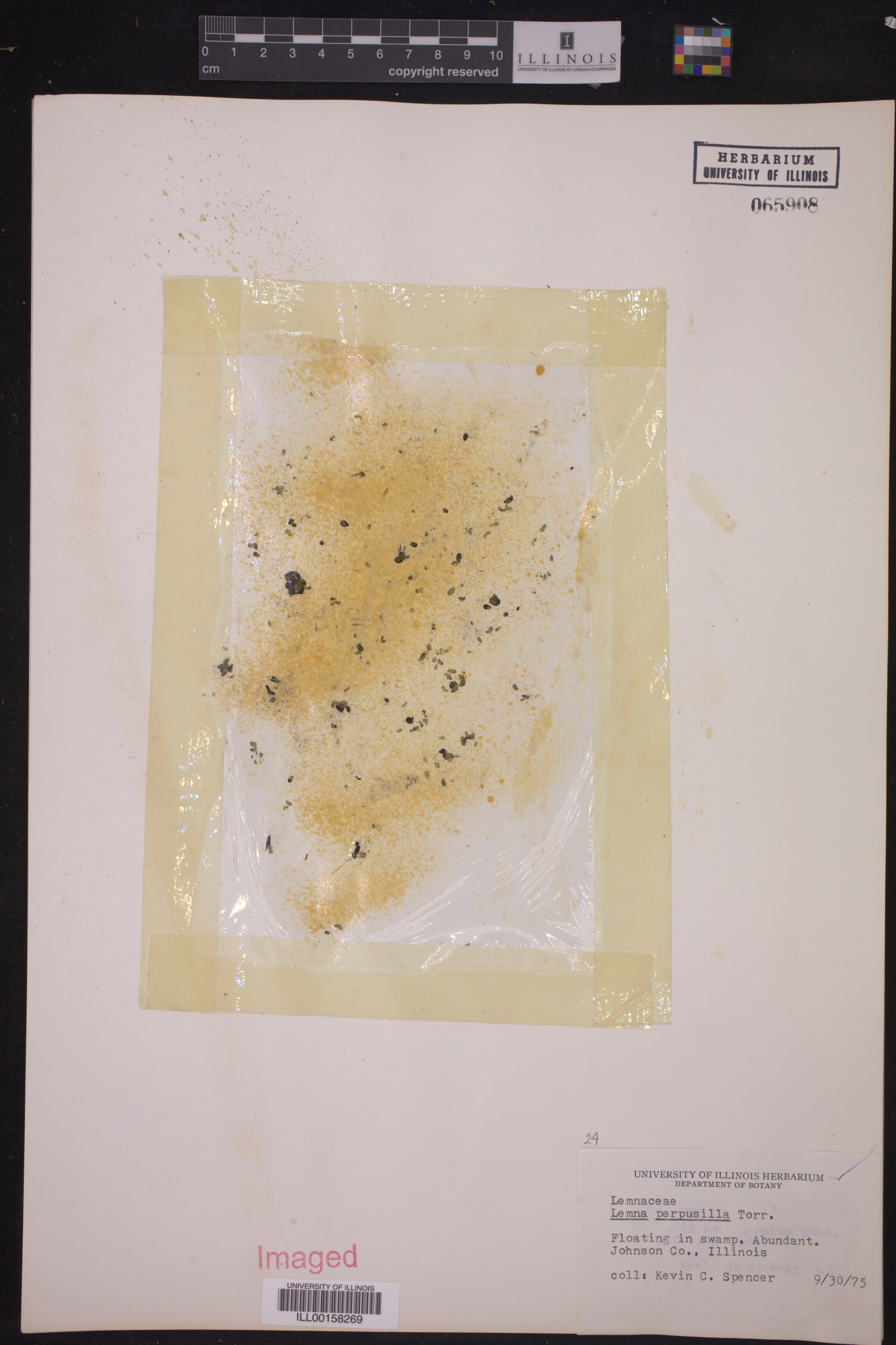 Lemna perpusilla image