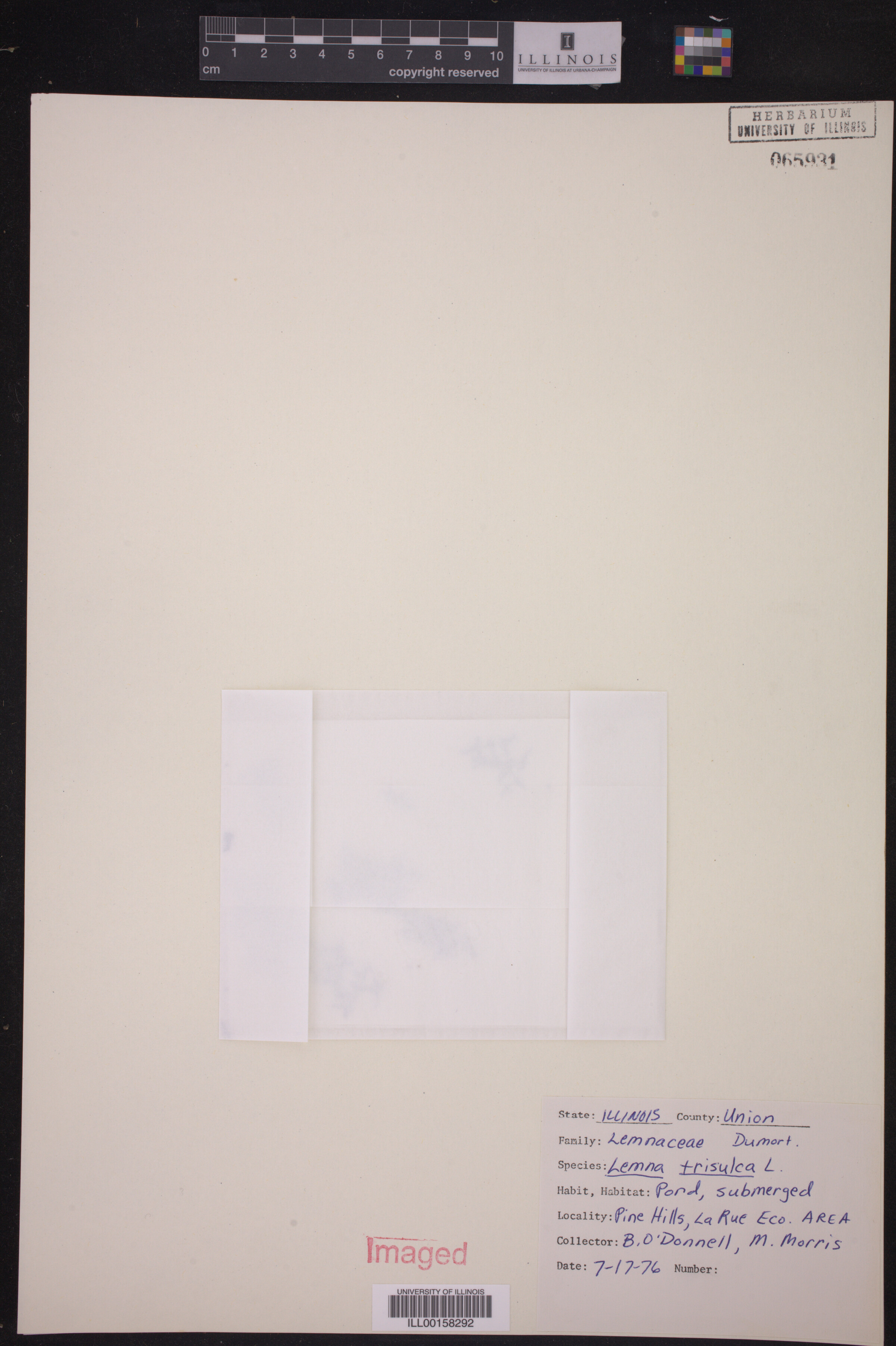 Lemna image