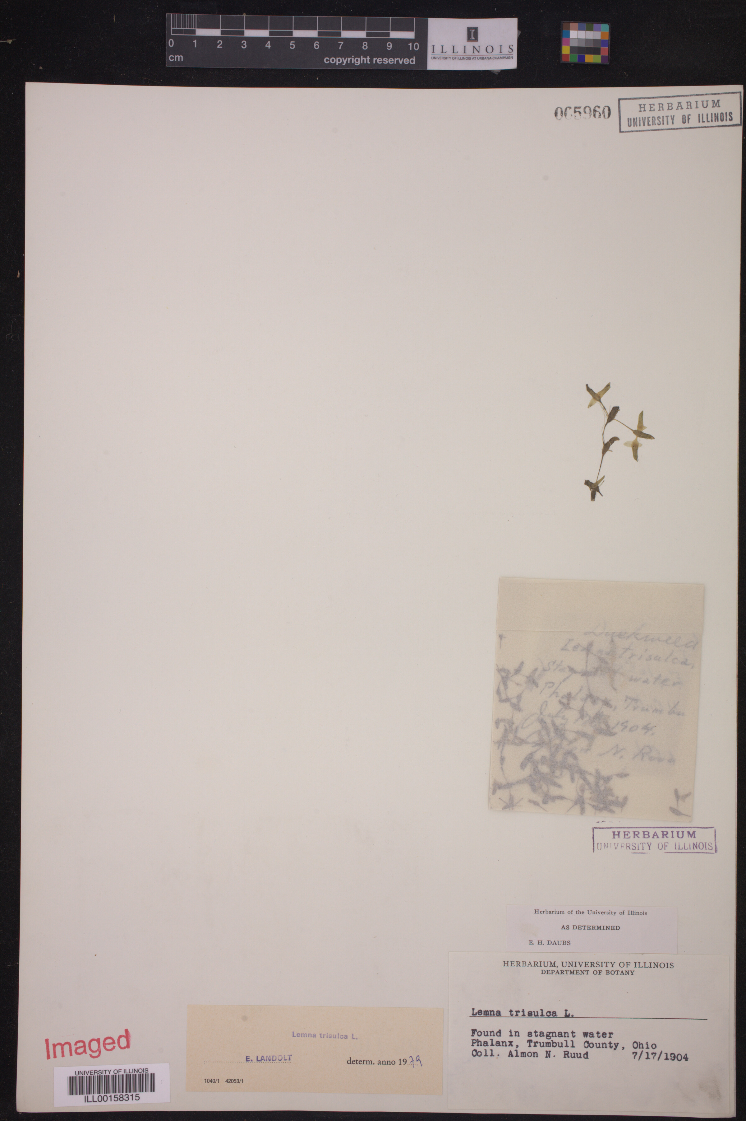 Lemna image
