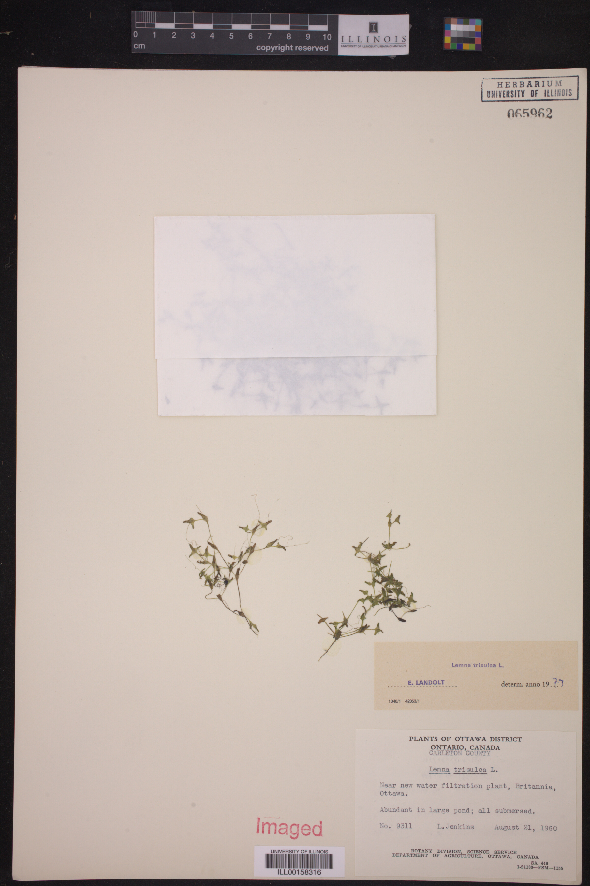 Lemna image