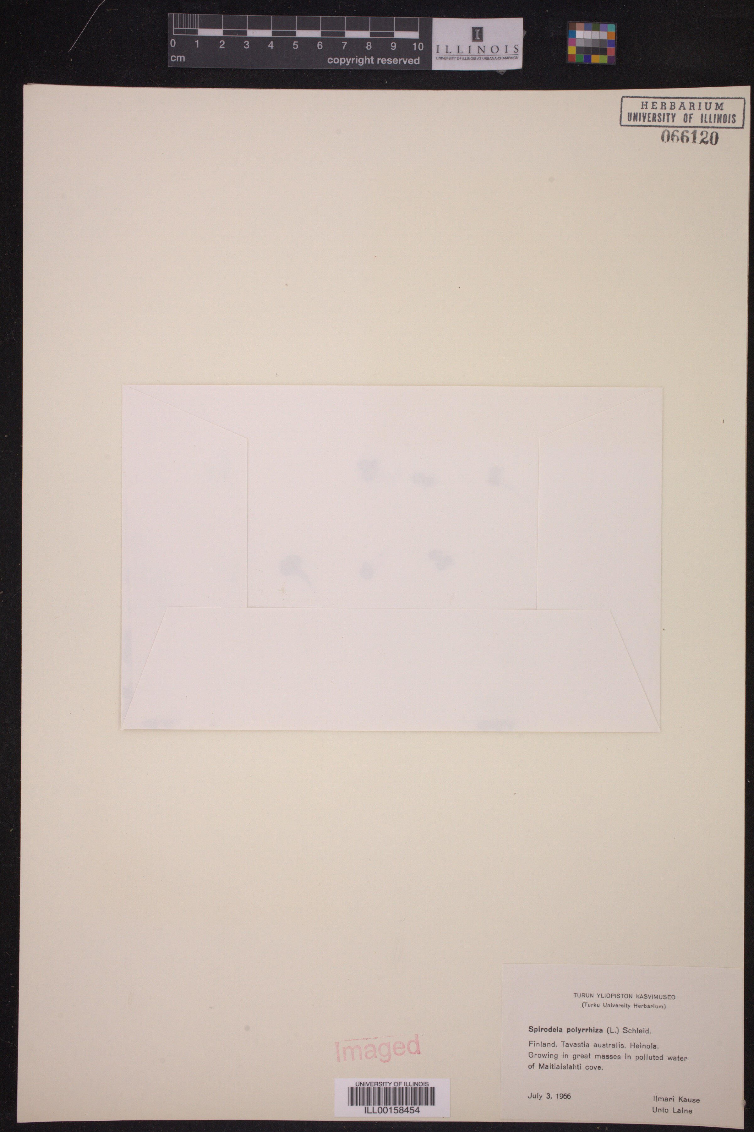 Spirodela image
