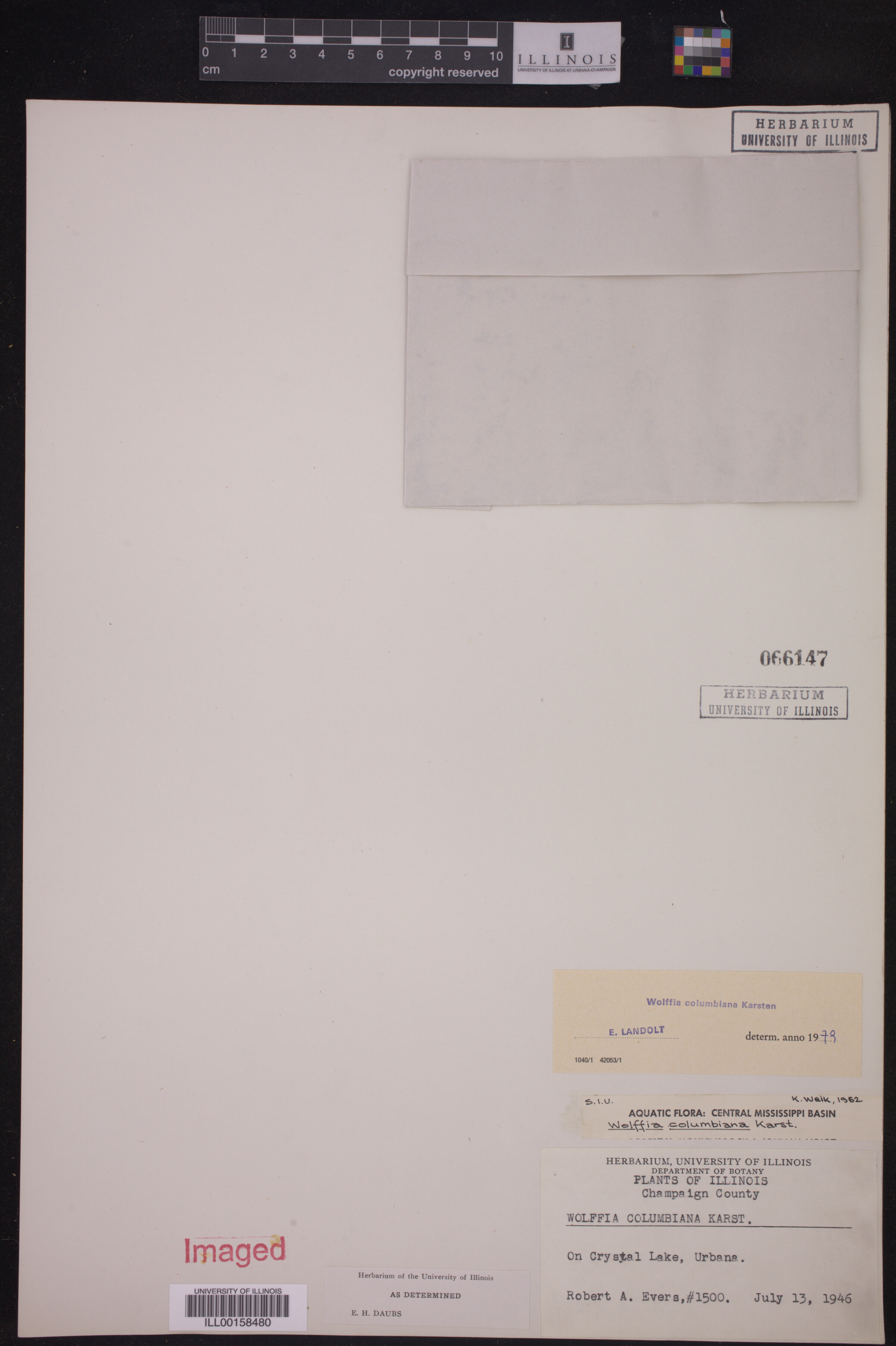 Wolffia columbiana image