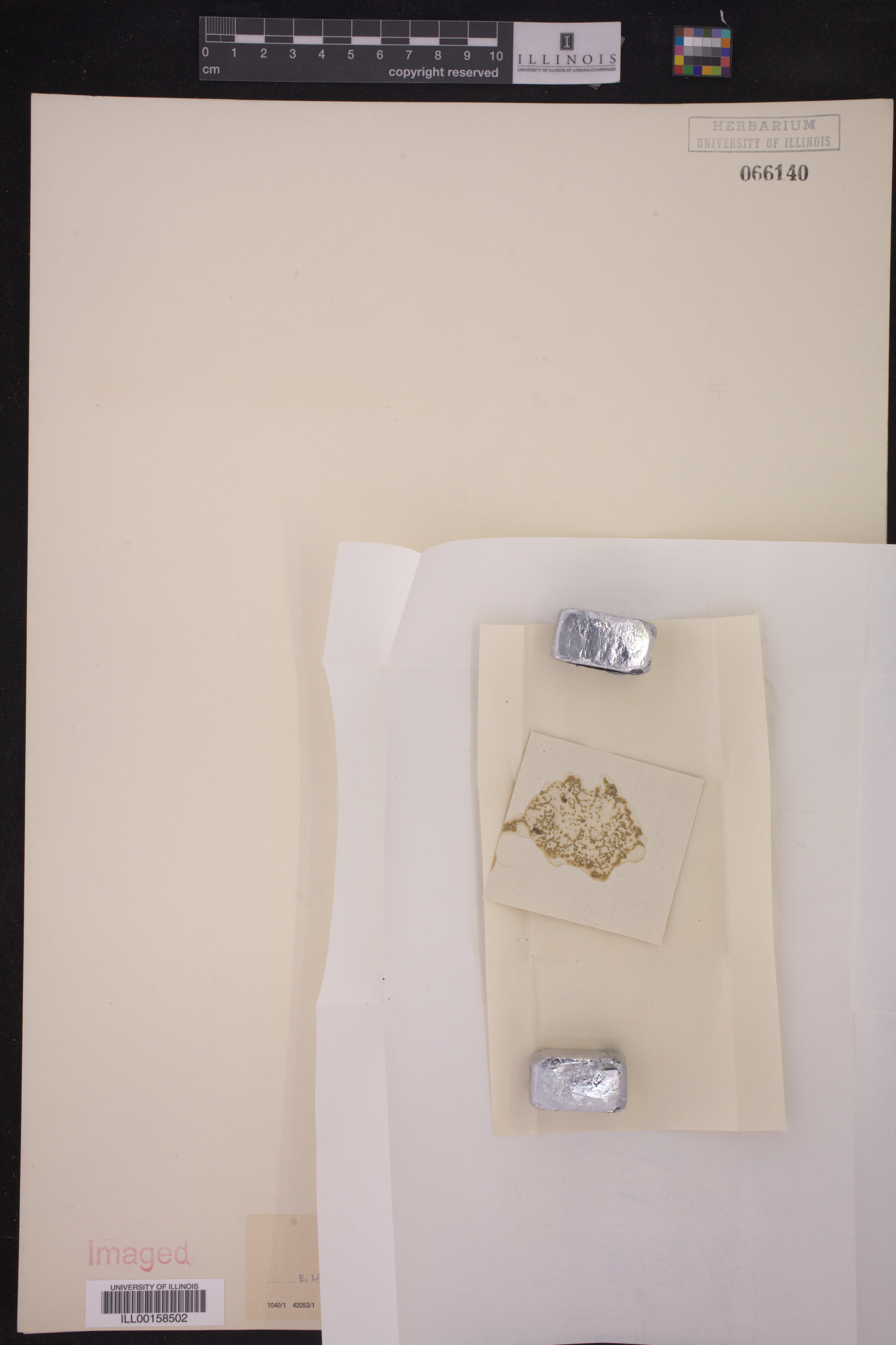 Wolffia brasiliensis image