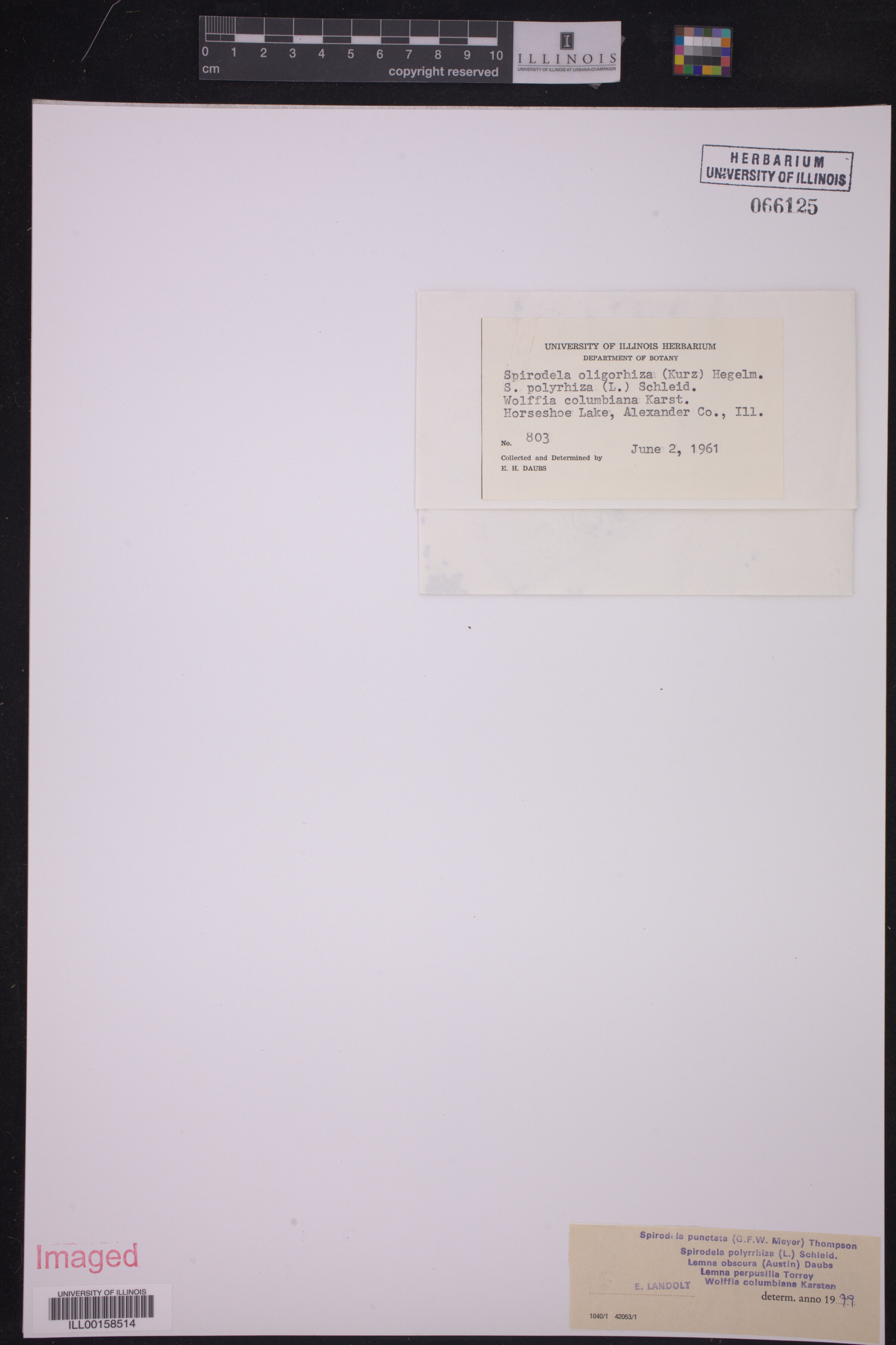 Spirodela punctata image