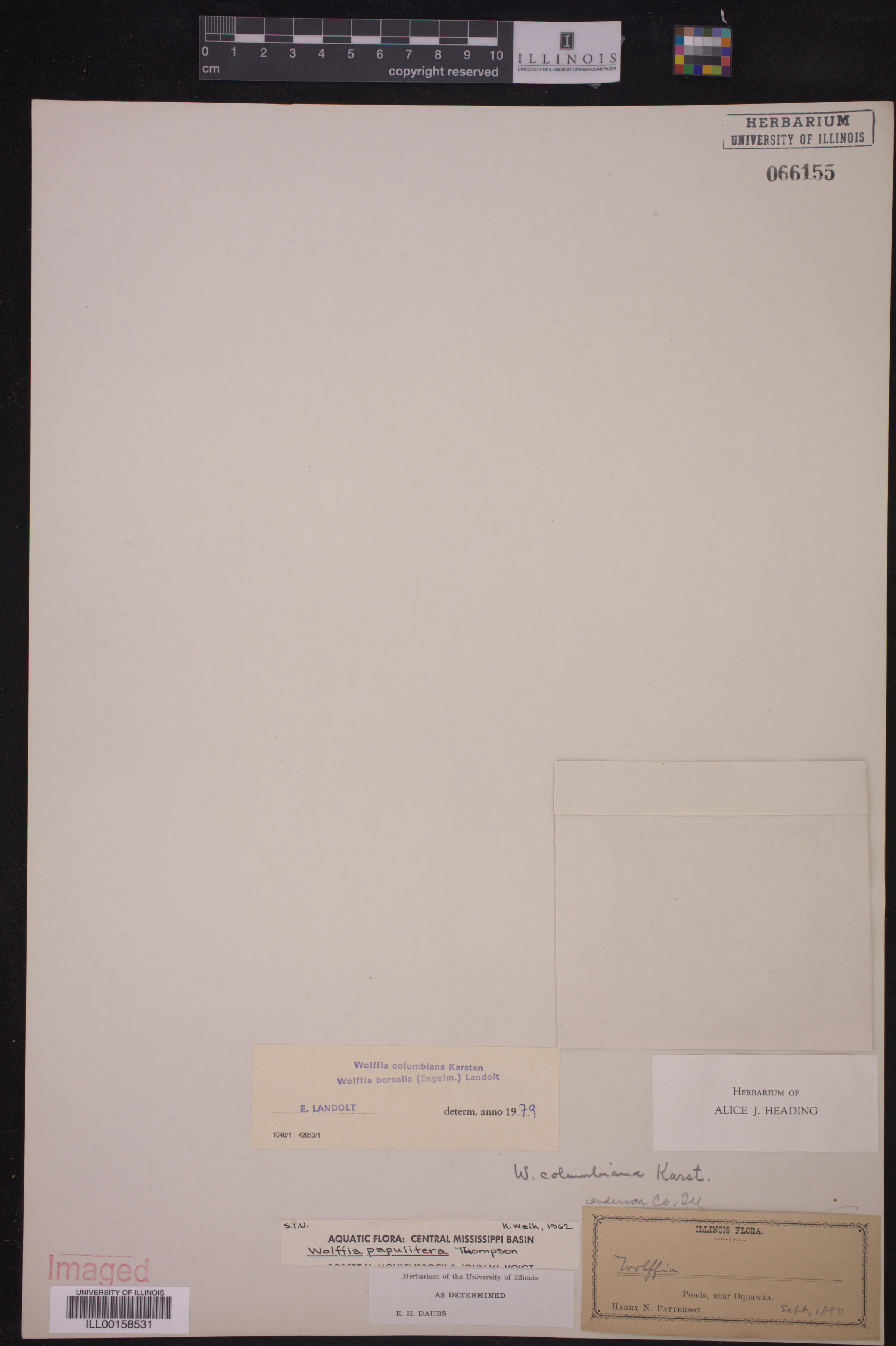 Wolffia columbiana image