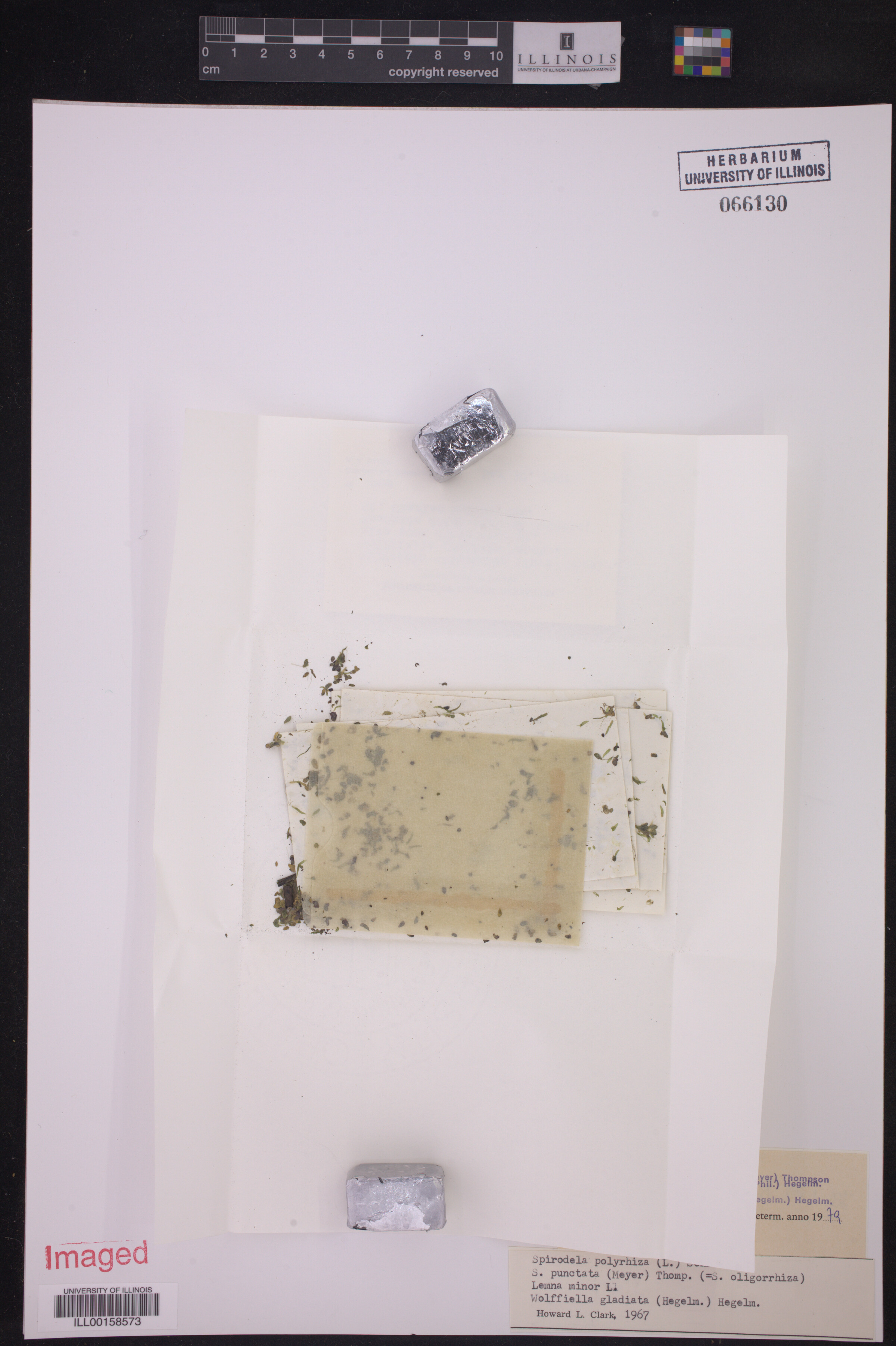 Spirodela punctata image