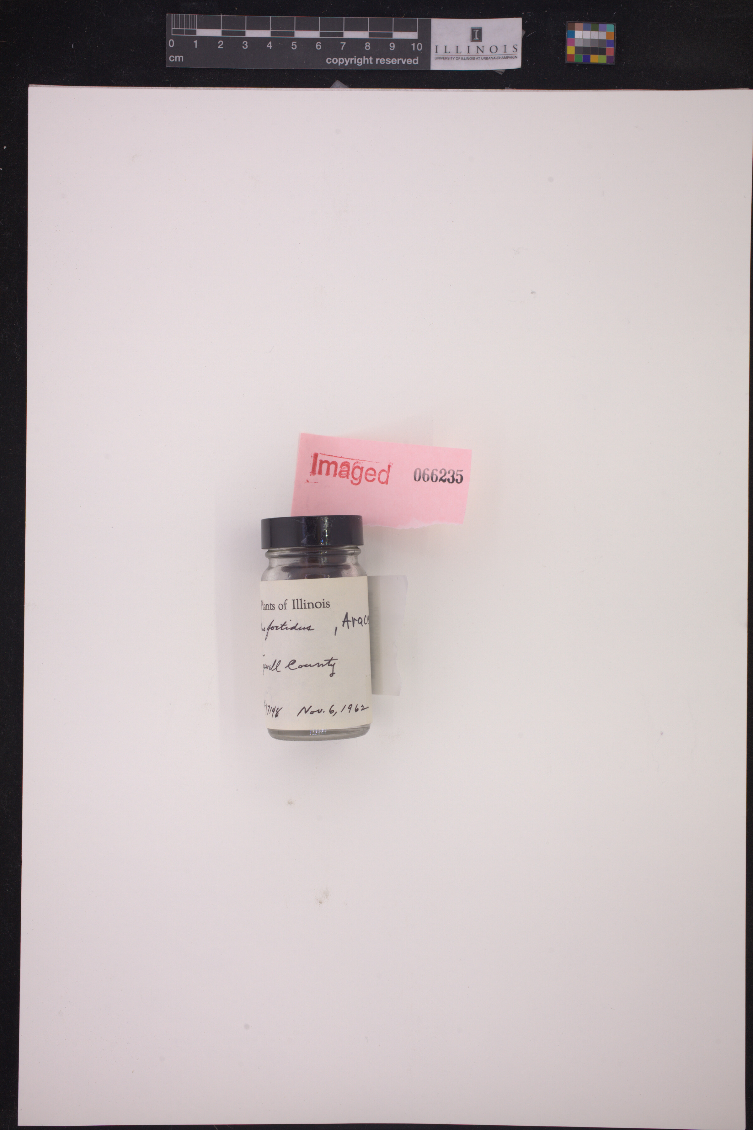 Symplocarpus foetidus image