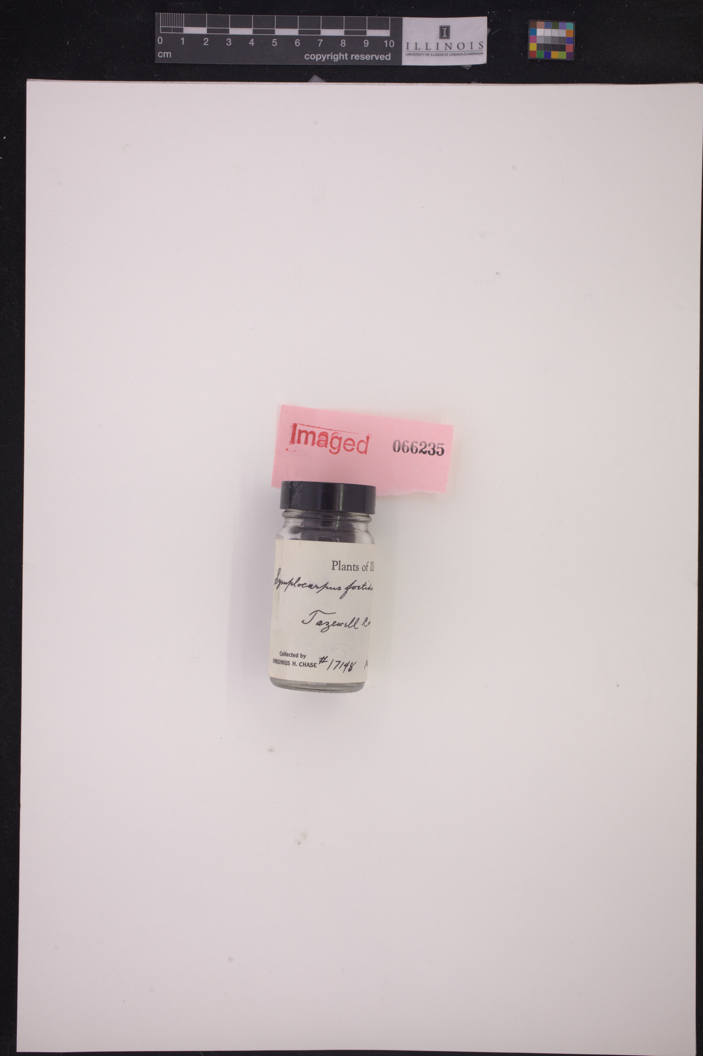 Symplocarpus foetidus image