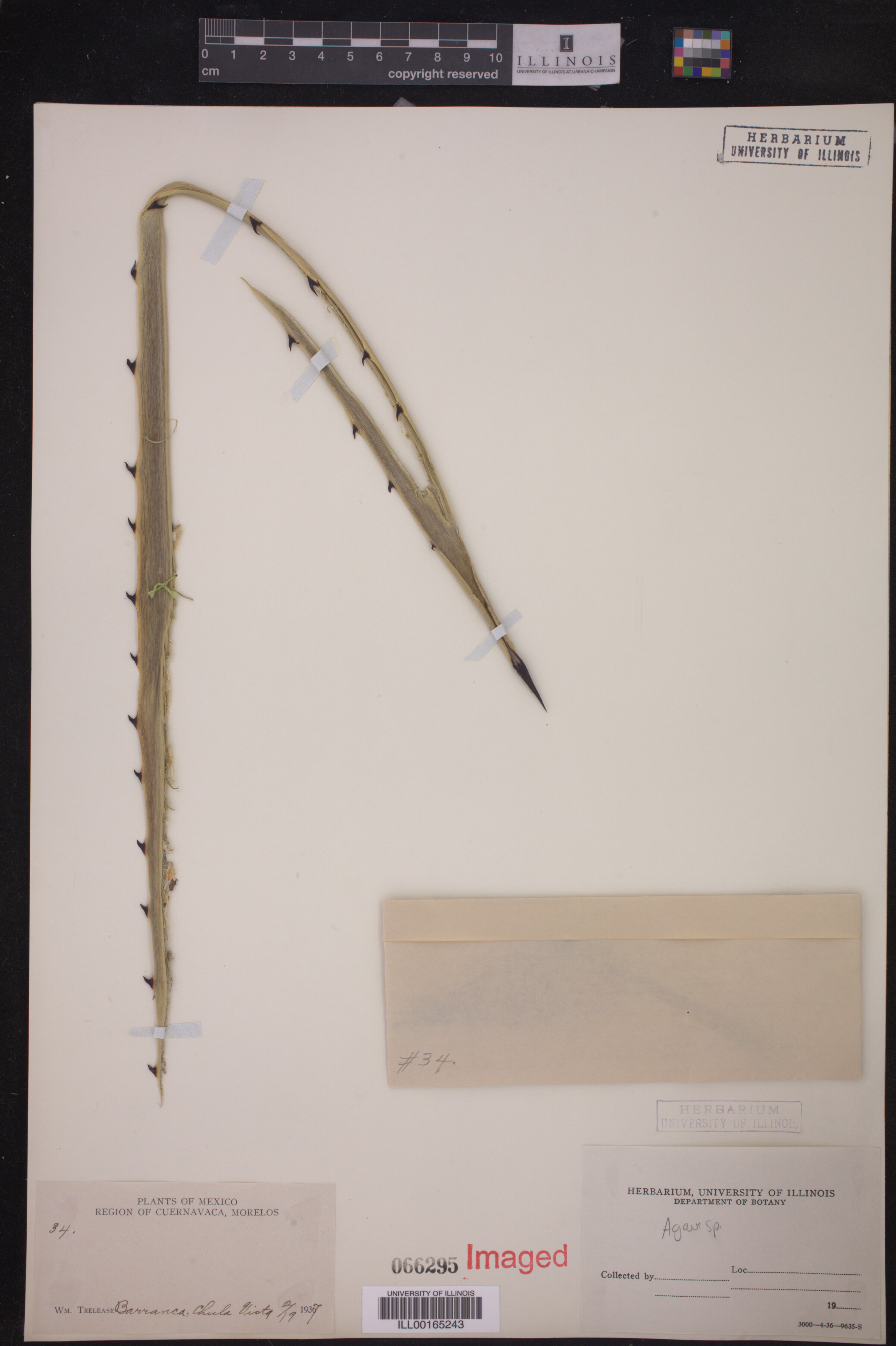 Asparagaceae image