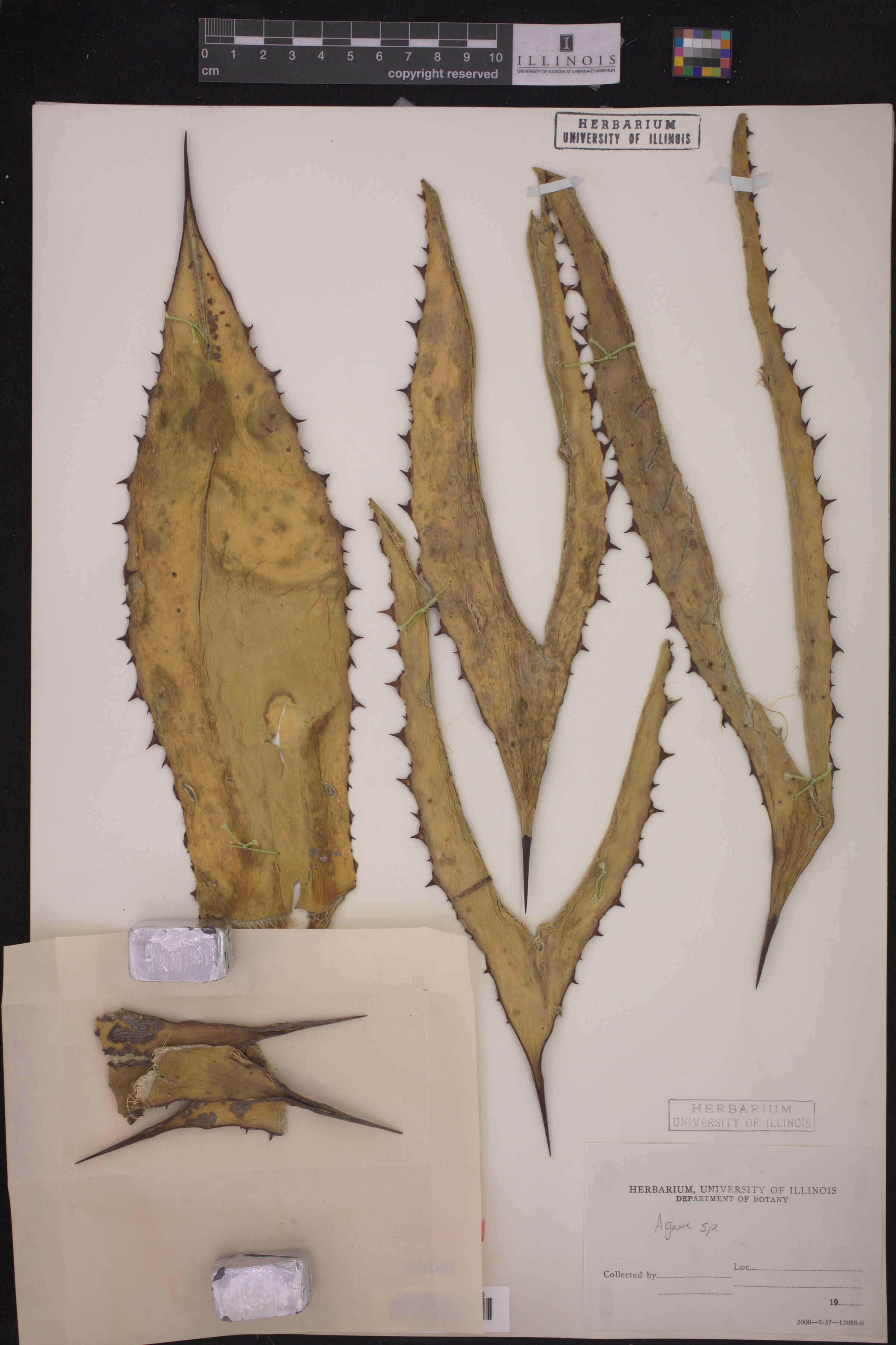 Agave image