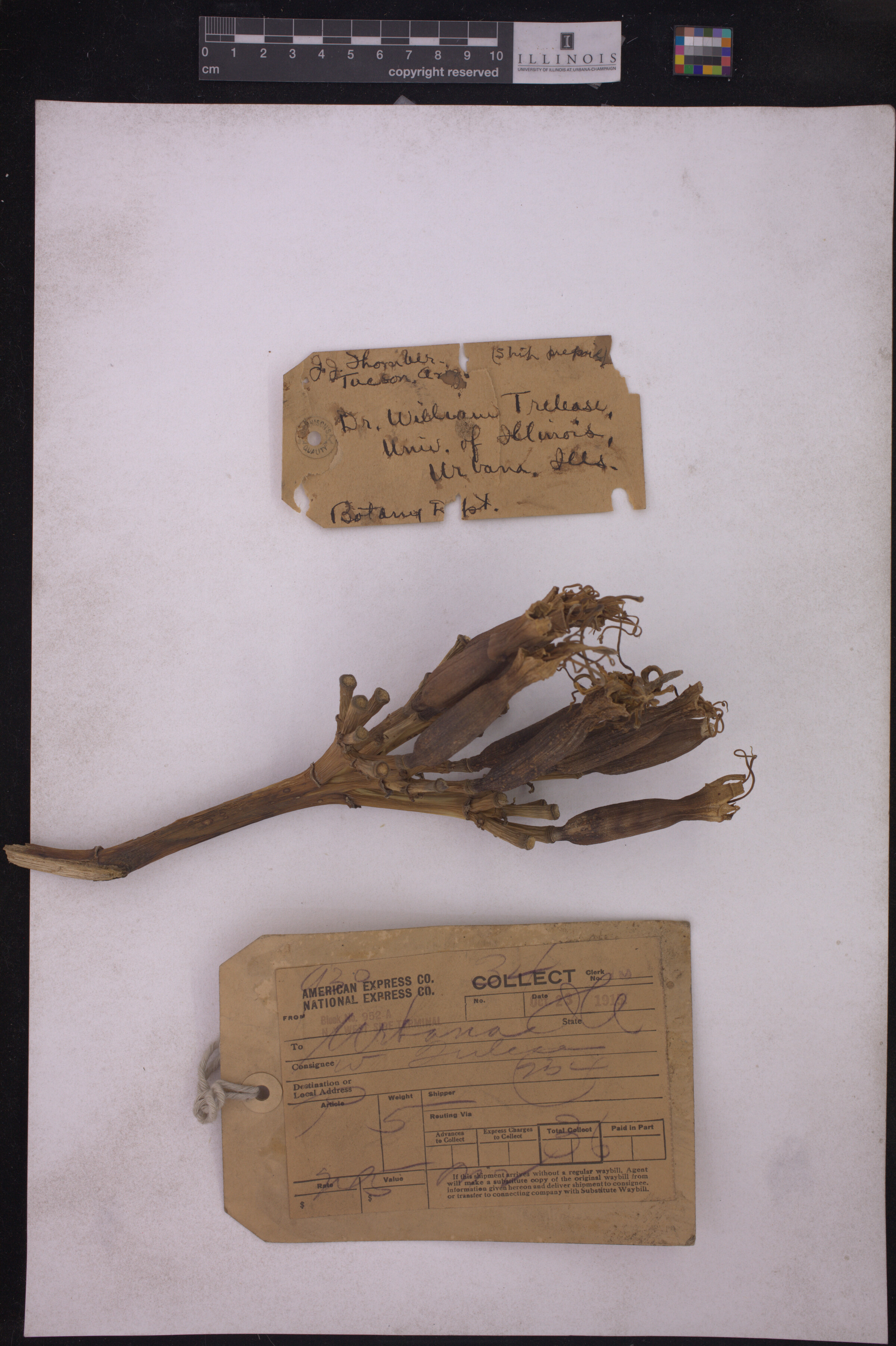 Asparagaceae image