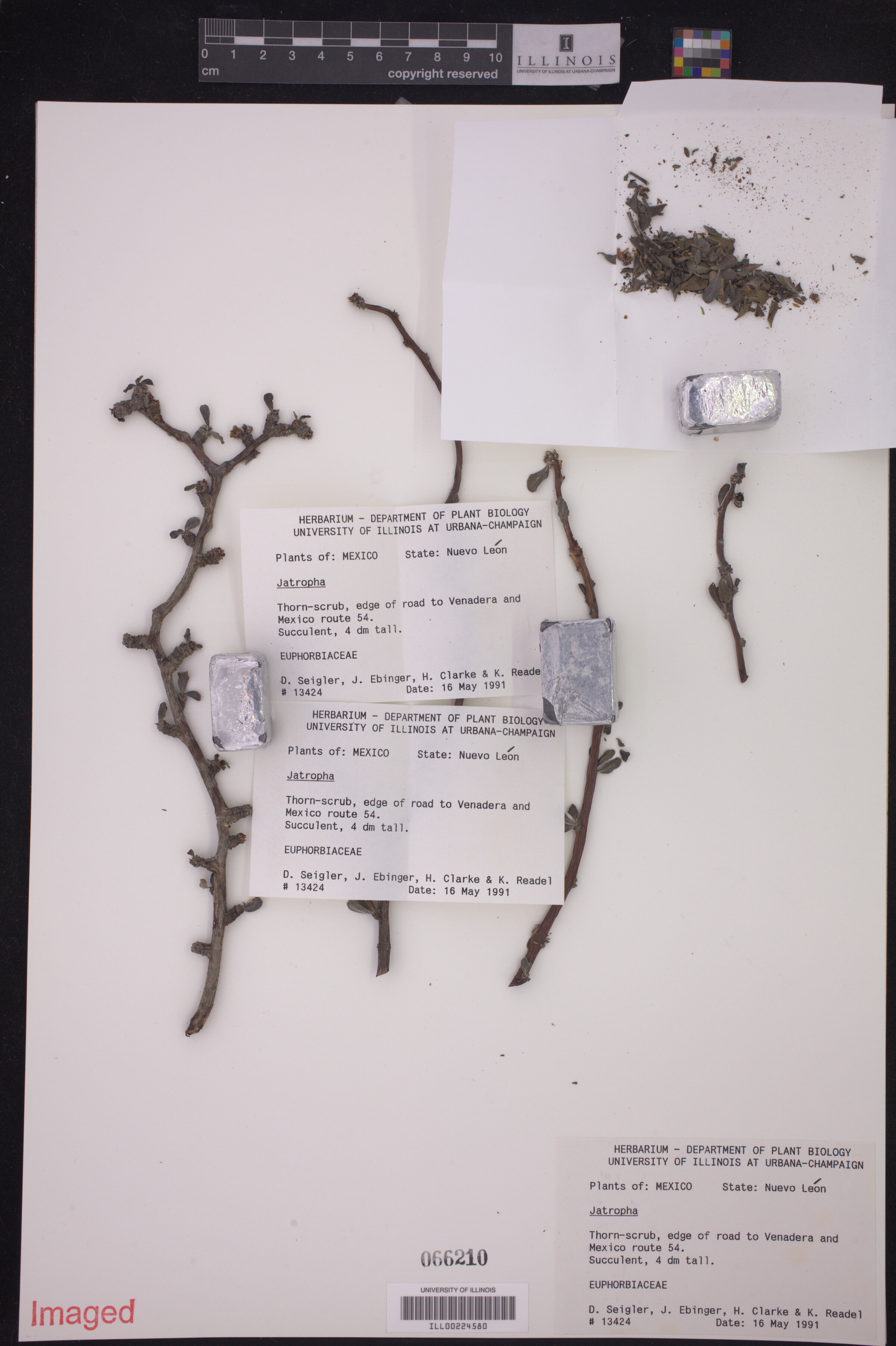 Jatropha image