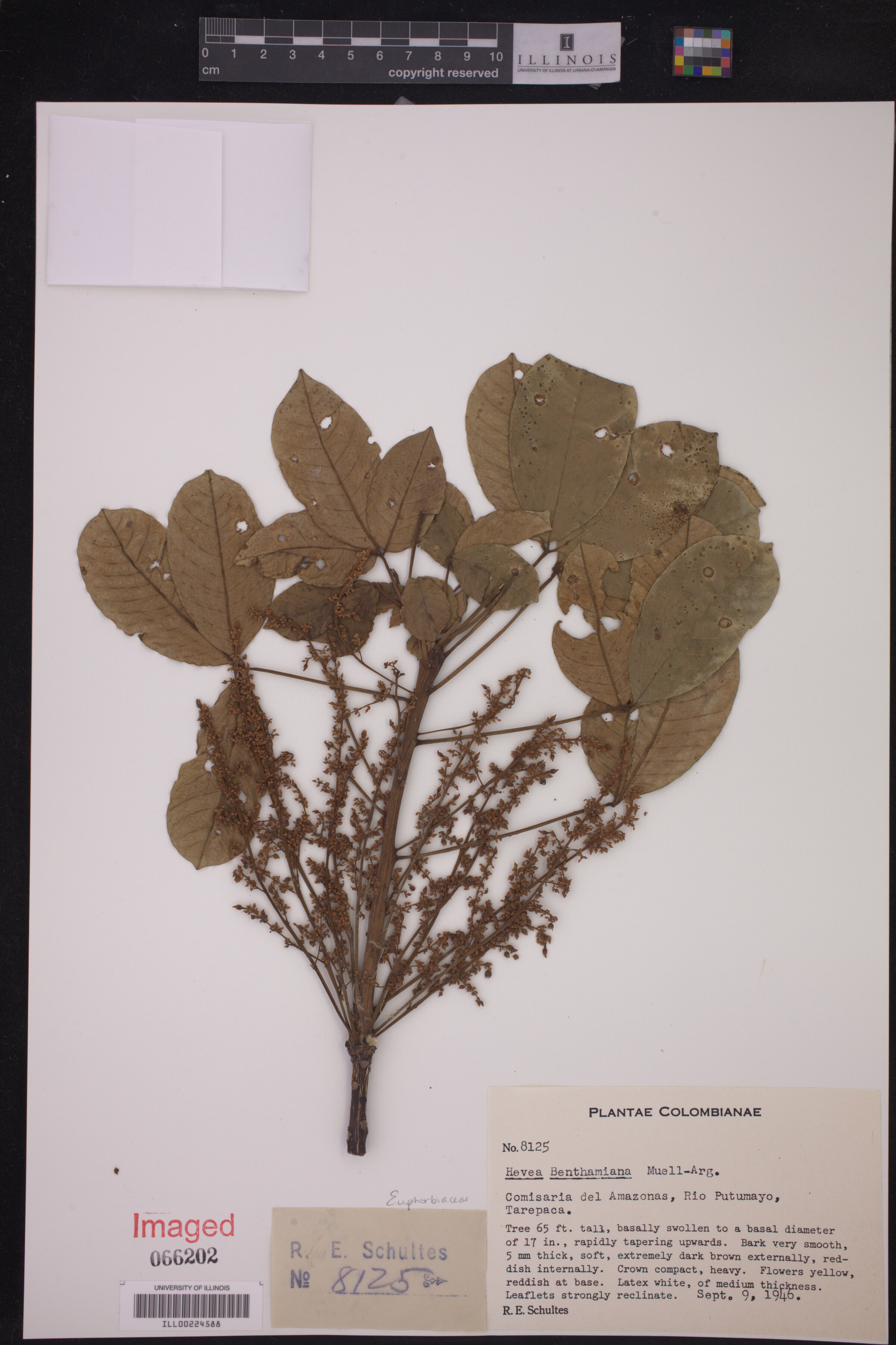 Hevea benthamiana image