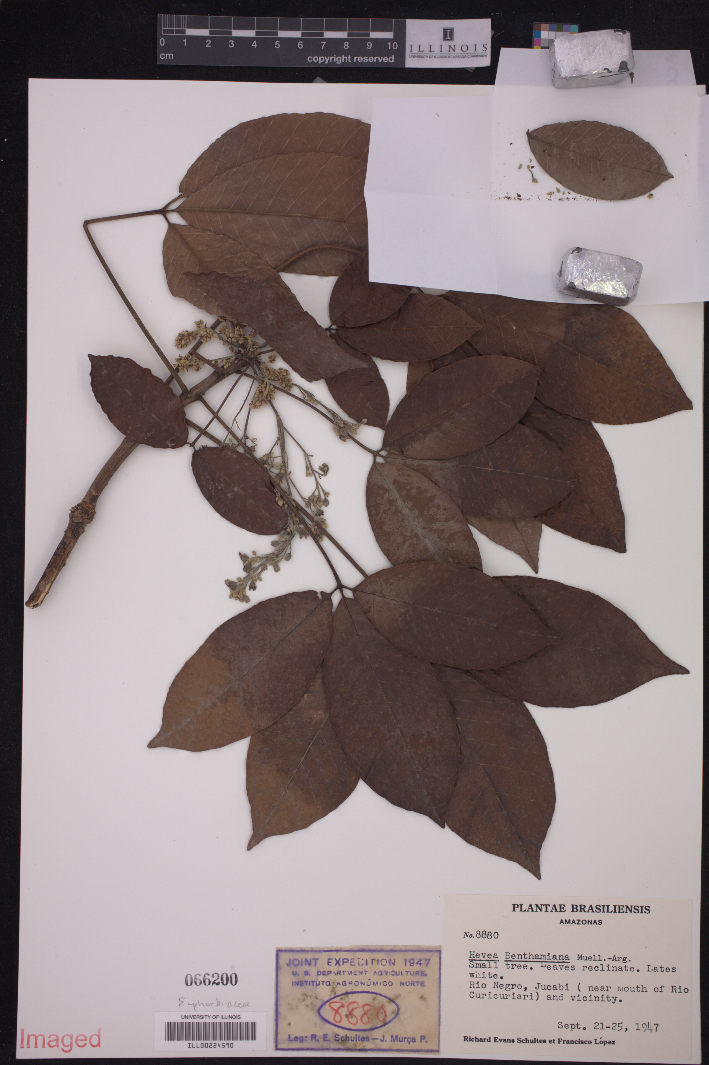 Hevea benthamiana image