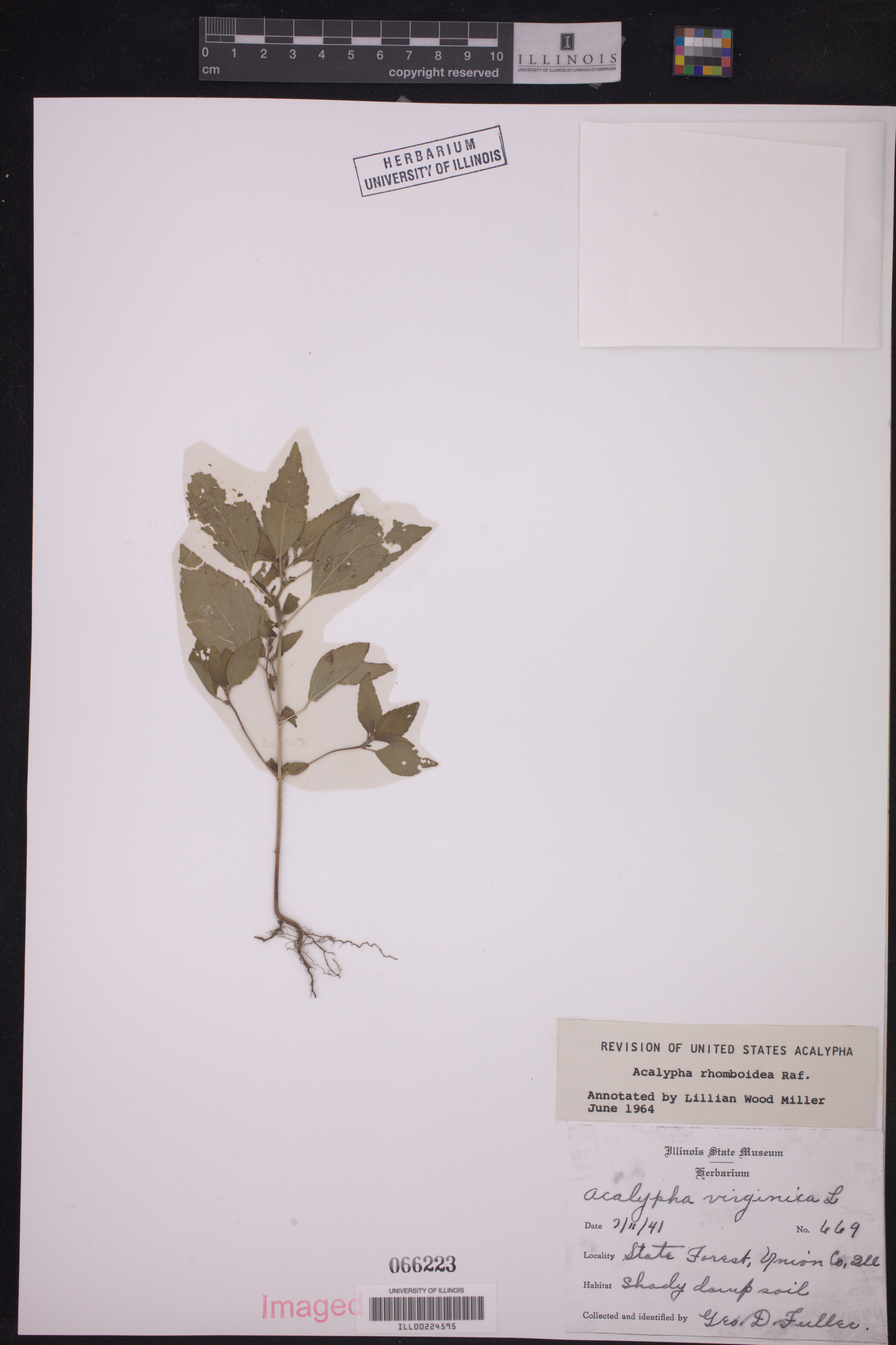 Acalypha rhomboidea image