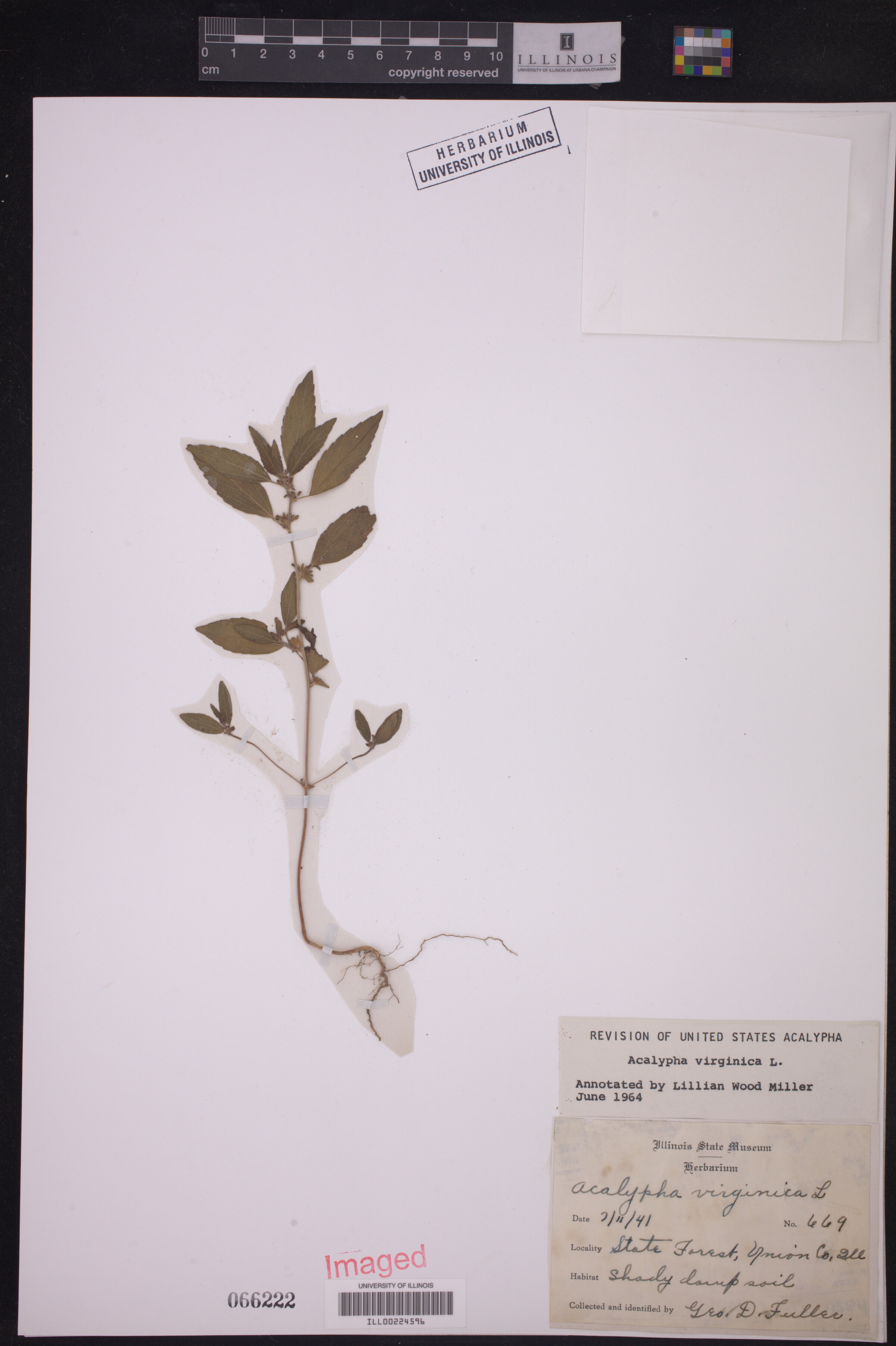 Acalypha virginica image